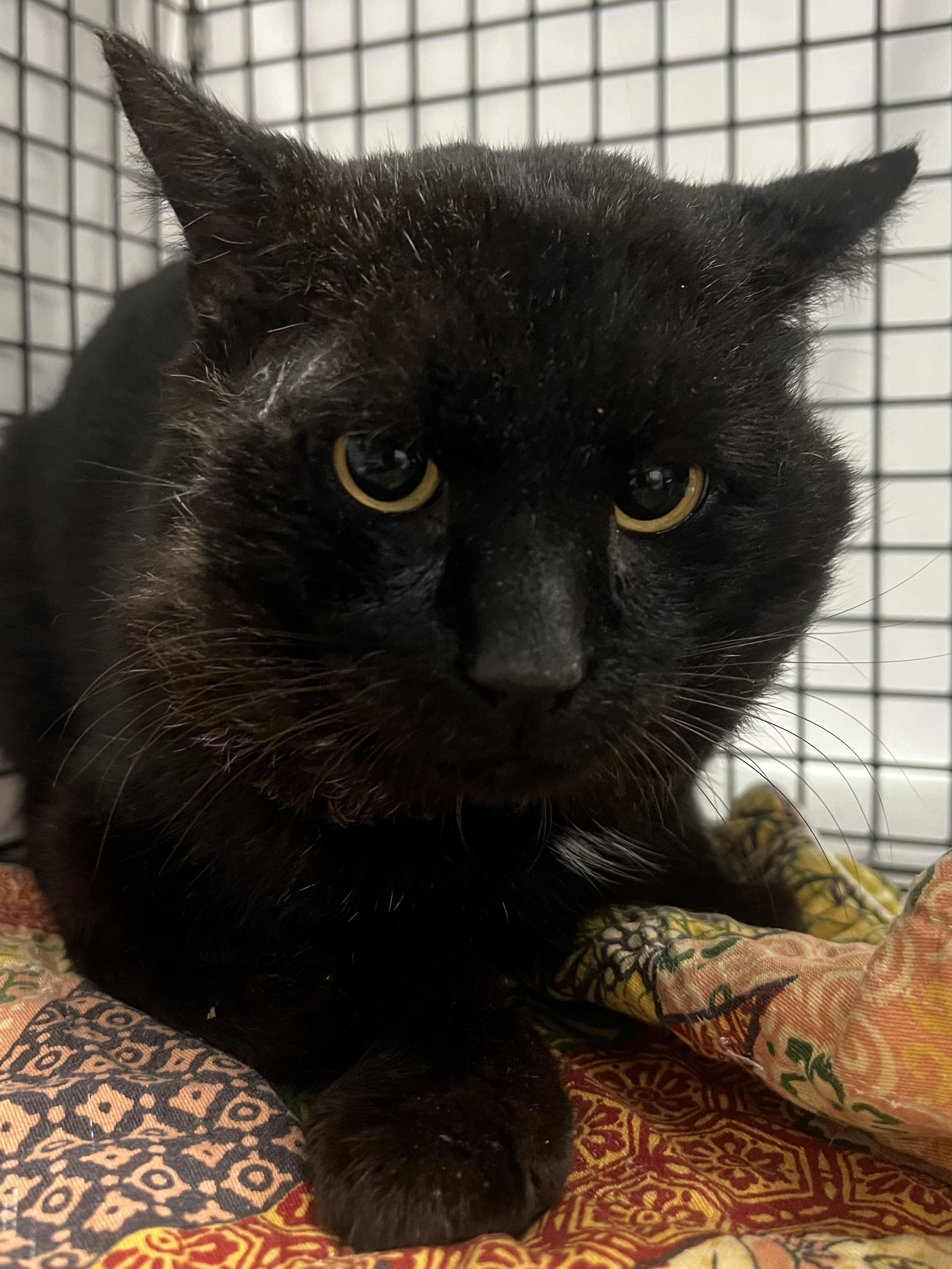 Enlarge Hugo, a ADOPTABLE Domestic Short Hair in Johnston, RI image 6/6