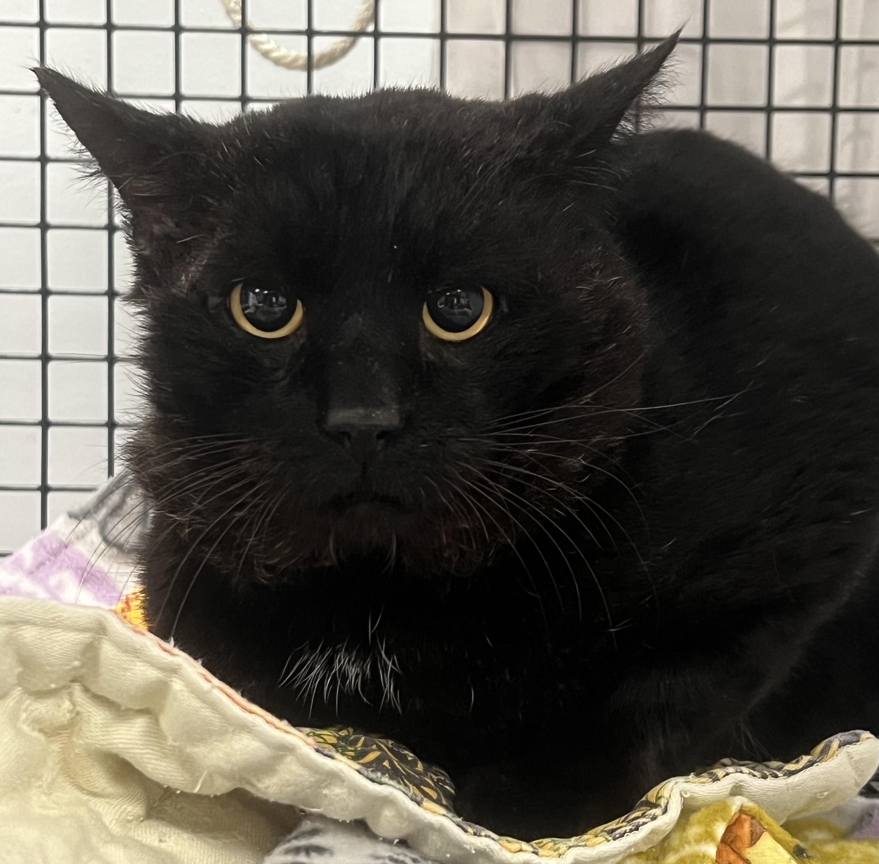 Enlarge Hugo, a ADOPTABLE Domestic Short Hair in Johnston, RI image 5/6