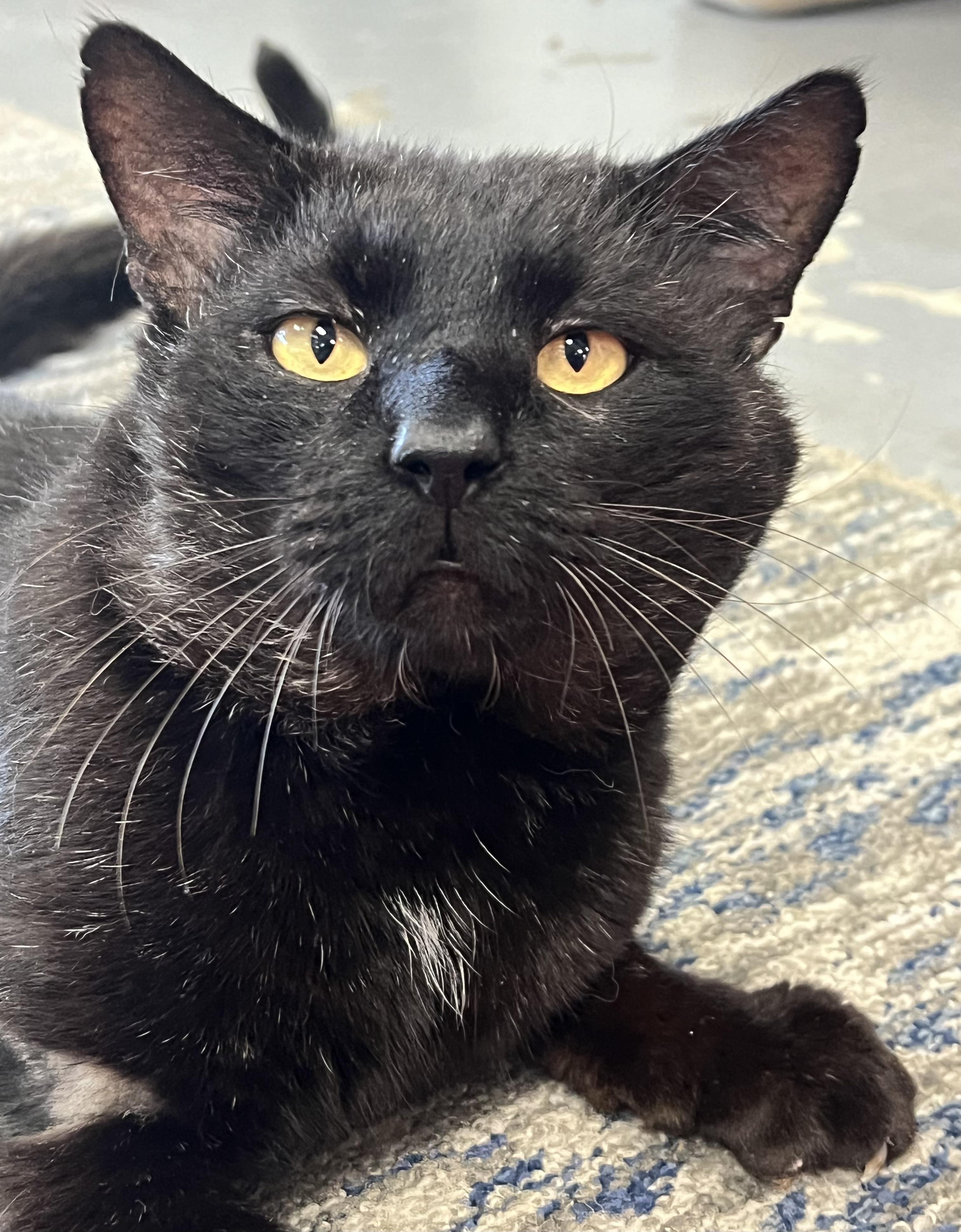 Enlarge Hugo, an adopted Domestic Short Hair in Johnston, RI image 1/6