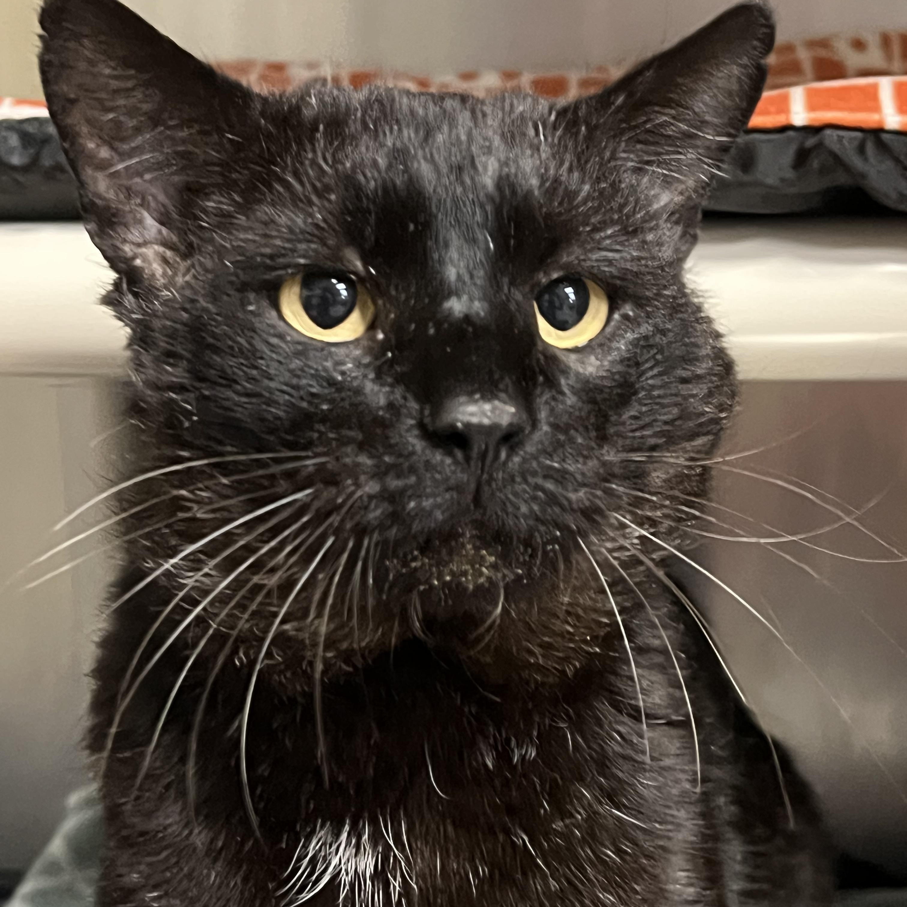 Enlarge Hugo, a ADOPTABLE Domestic Short Hair in Johnston, RI image 3/6