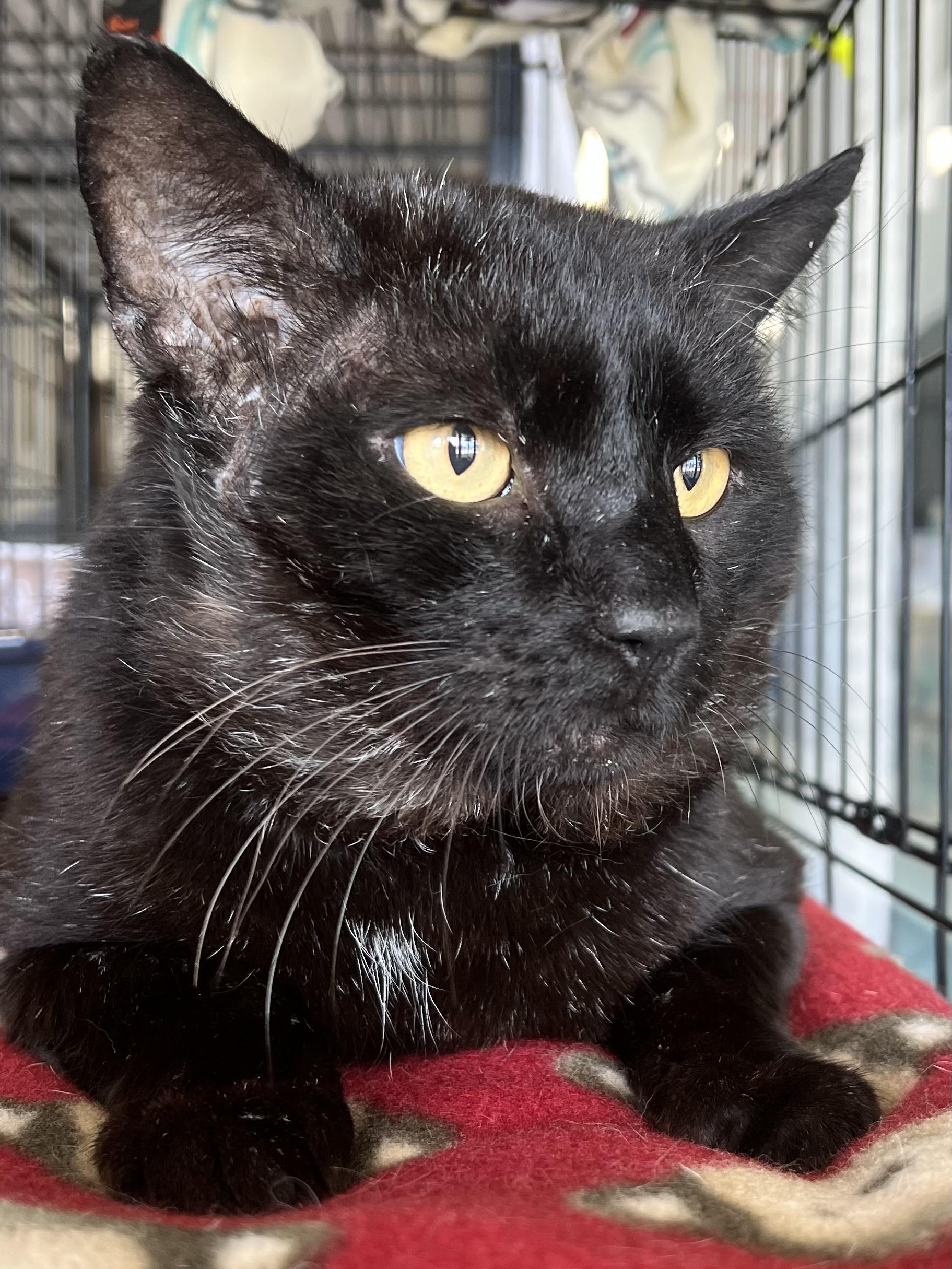 Enlarge Hugo, a ADOPTABLE Domestic Short Hair in Johnston, RI image 2/6