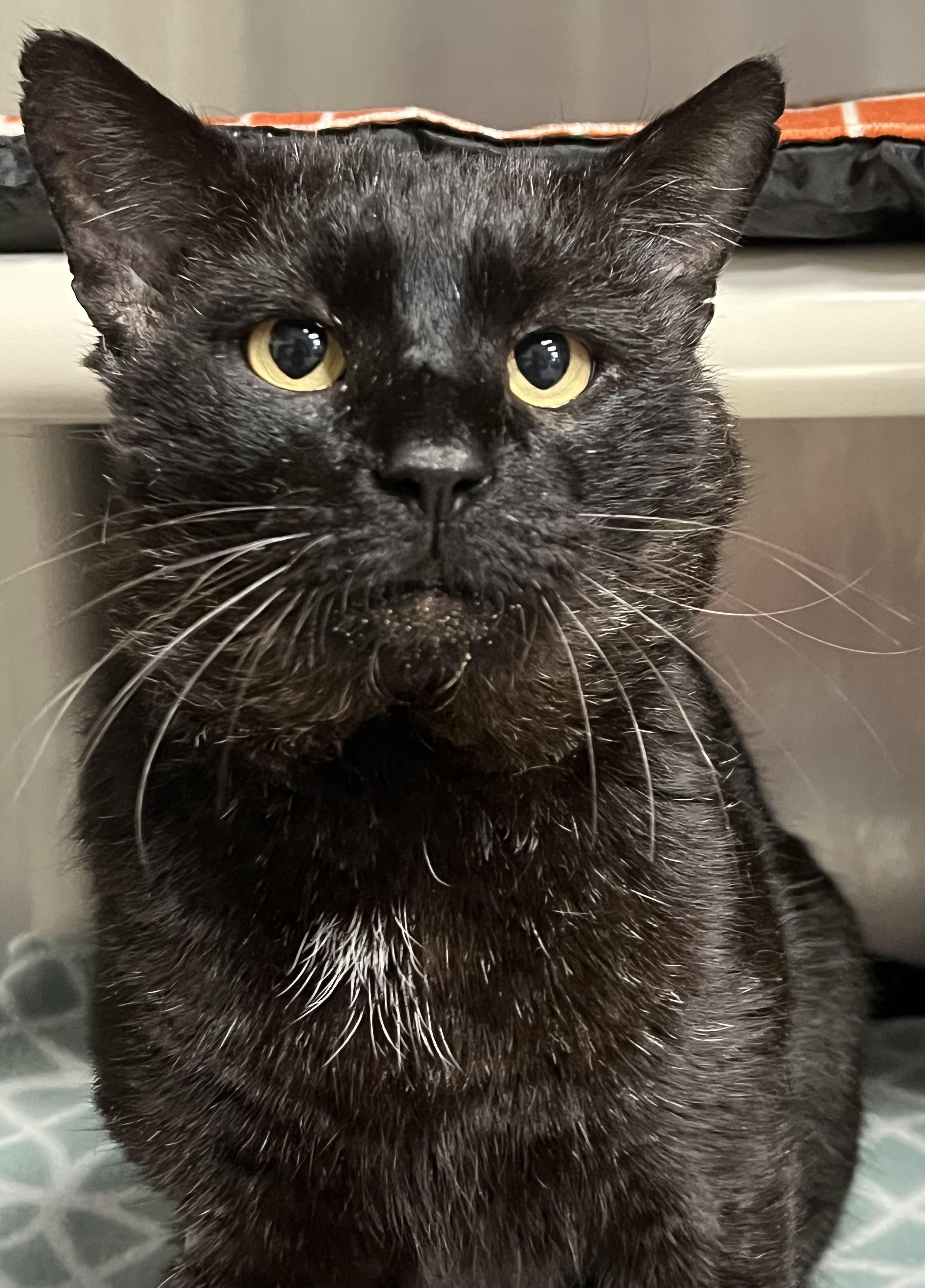 Enlarge Hugo, a ADOPTABLE Domestic Short Hair in Johnston, RI image 1/6