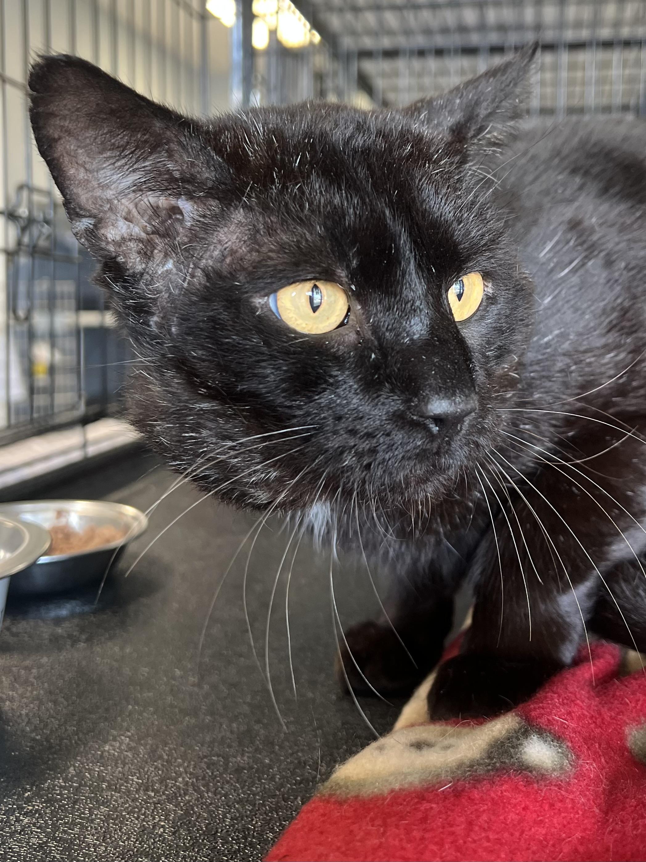 Enlarge Hugo, a ADOPTABLE Domestic Short Hair in Johnston, RI image 4/6