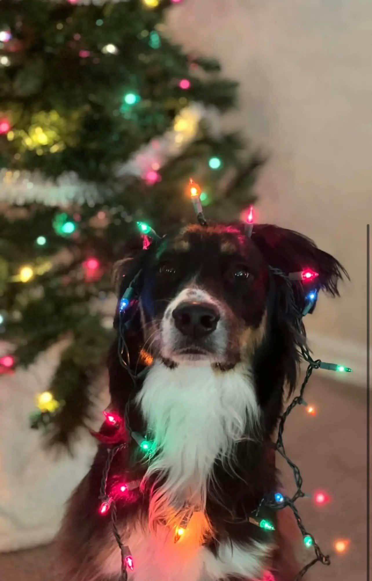 Lexi's Knight aka Finley, Adoptable, Young Male Australian Shepherd.
