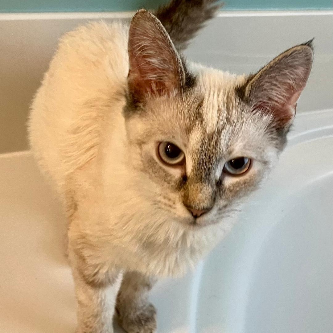 Enlarge Chelsea, an adopted mixed breed in Gastonia, NC image 3/5