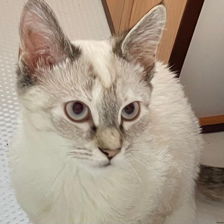 Chelsea, adopted, Kitten Female Siamese.