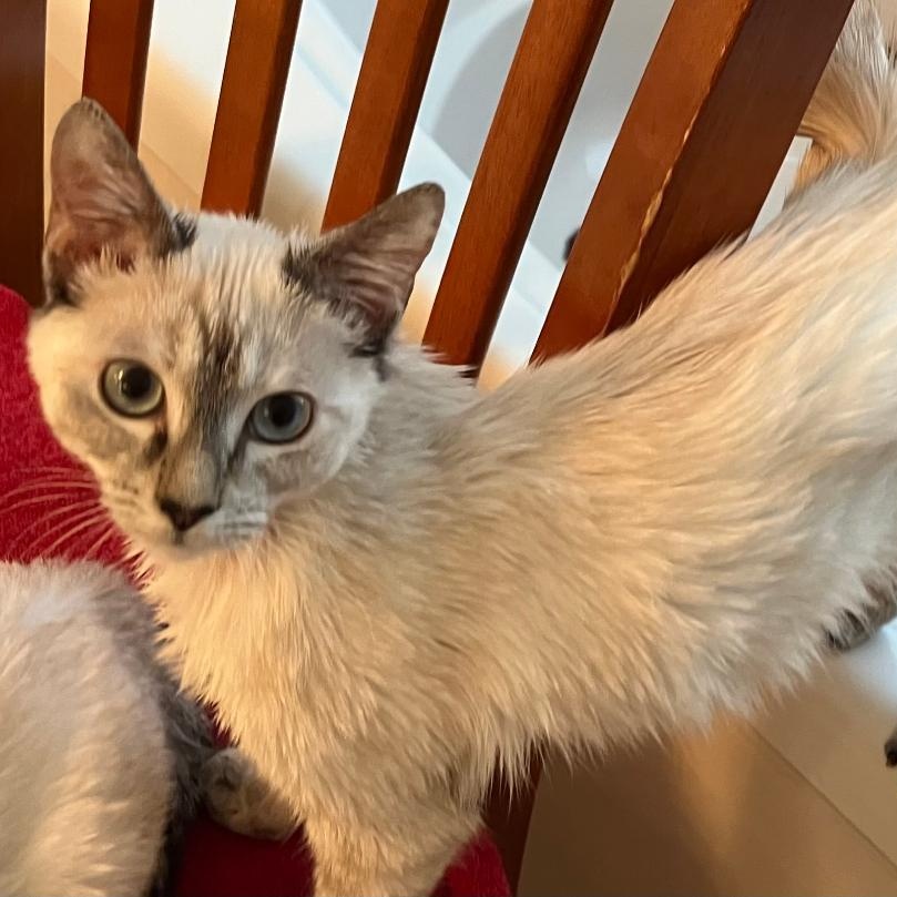 Enlarge Chelsea, an adopted mixed breed in Gastonia, NC image 4/5