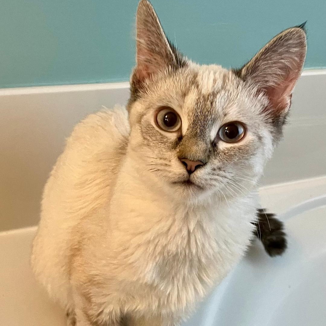 Enlarge Chelsea, an adopted mixed breed in Gastonia, NC image 2/5