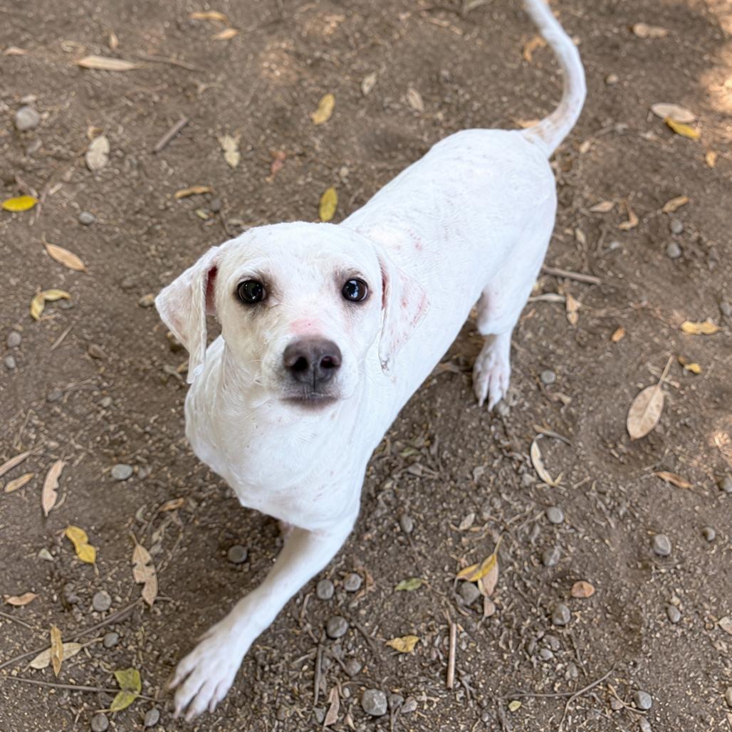 Enlarge Jackie, a Adoptable Poodle in Sonoma, CA image 1/2