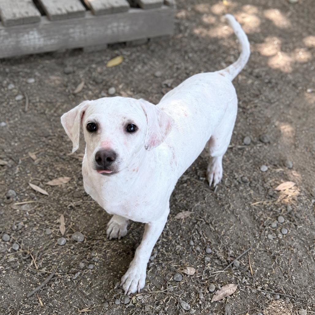 Enlarge Jackie, a Adoptable Poodle in Sonoma, CA image 2/2