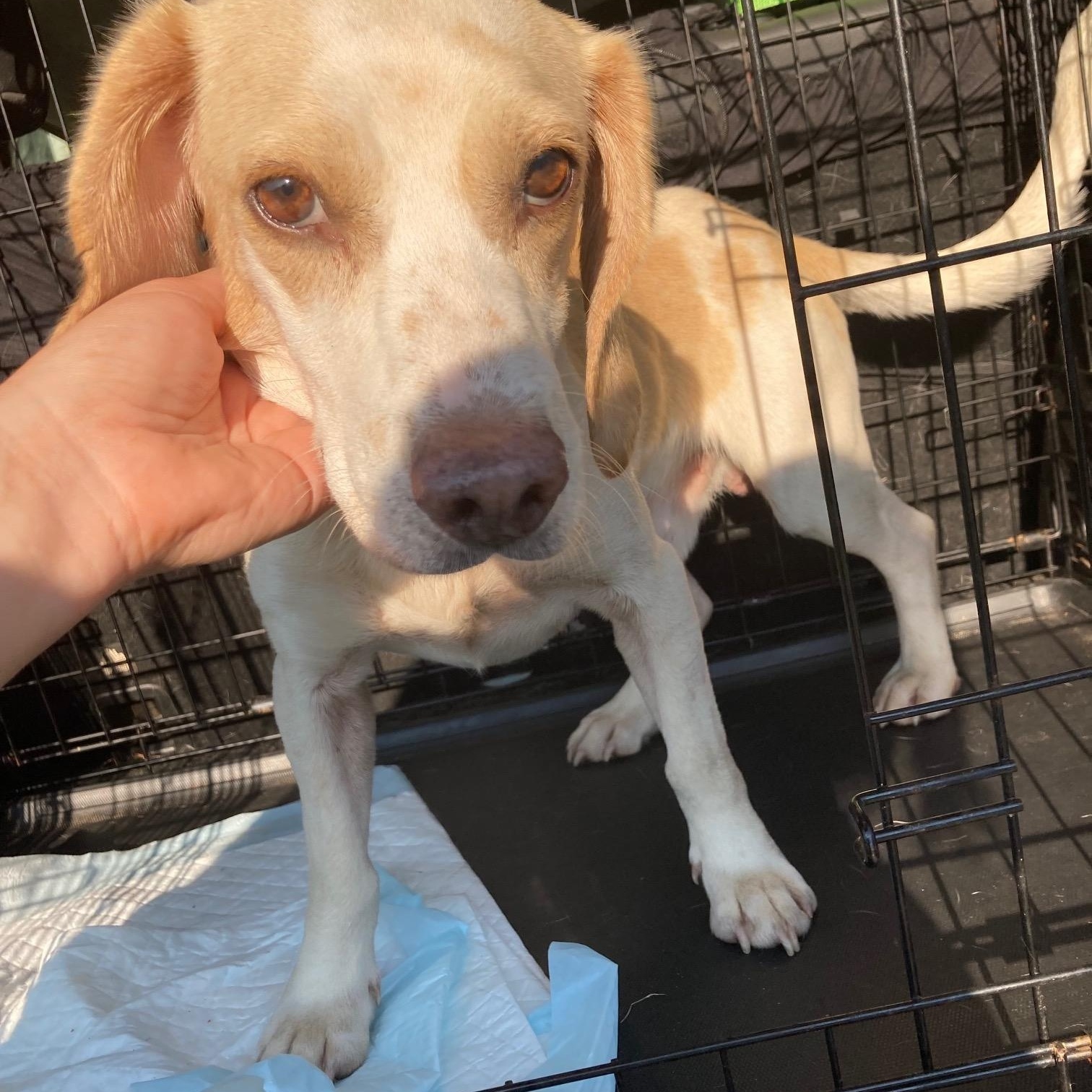 Enlarge Wilmington, an adopted Beagle in Fincastle, VA image 2/2