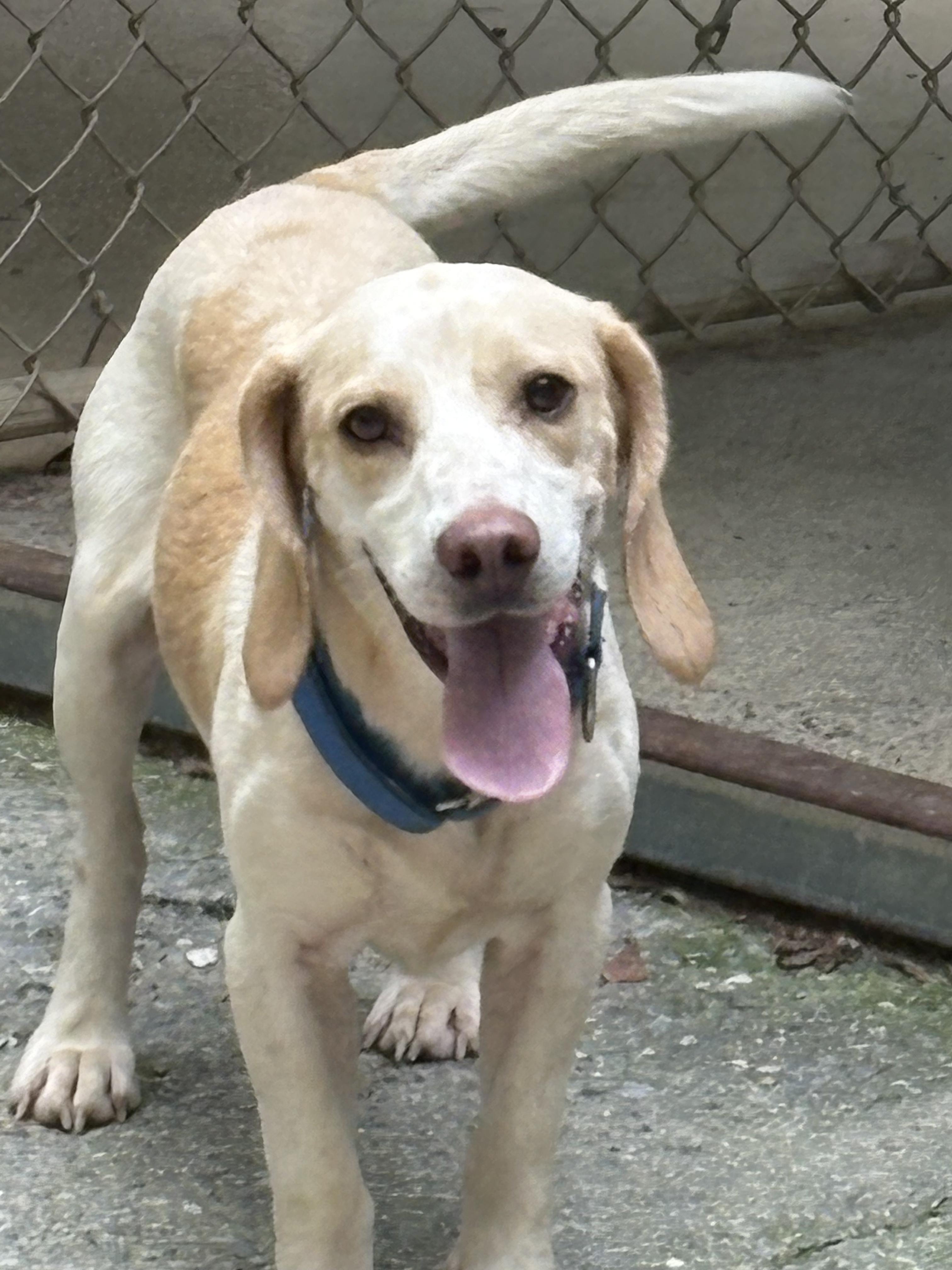 Wilmington, adopted, Adult Male Beagle.