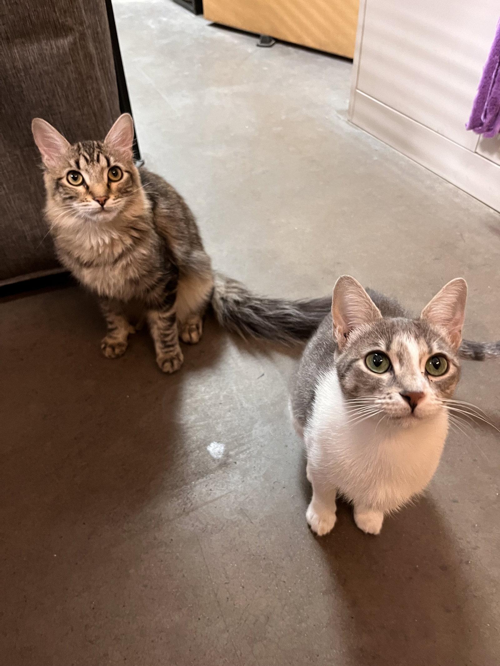 Lily (bonded with Tommy), Adoptable, Young Female Domestic Short Hair.