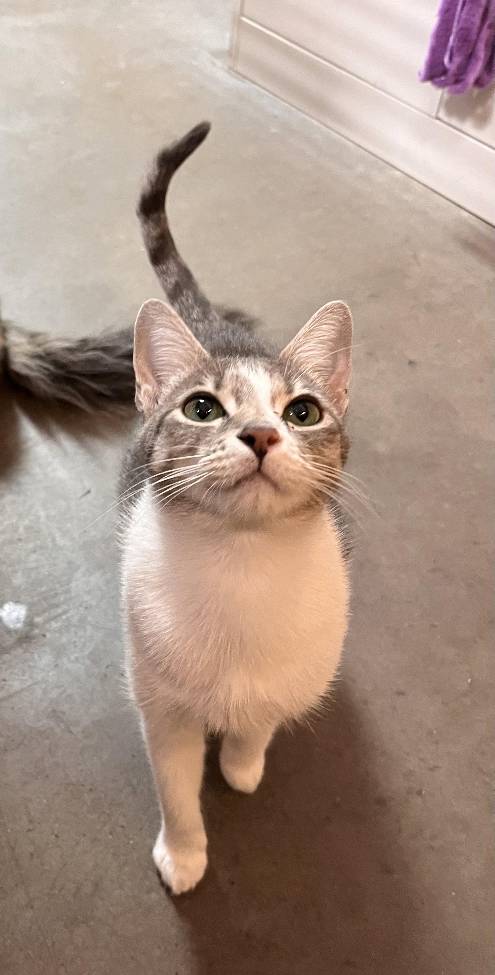 Enlarge Lily (bonded with Tommy), a Adoptable Domestic Short Hair in Scottsdale, AZ image 2/3