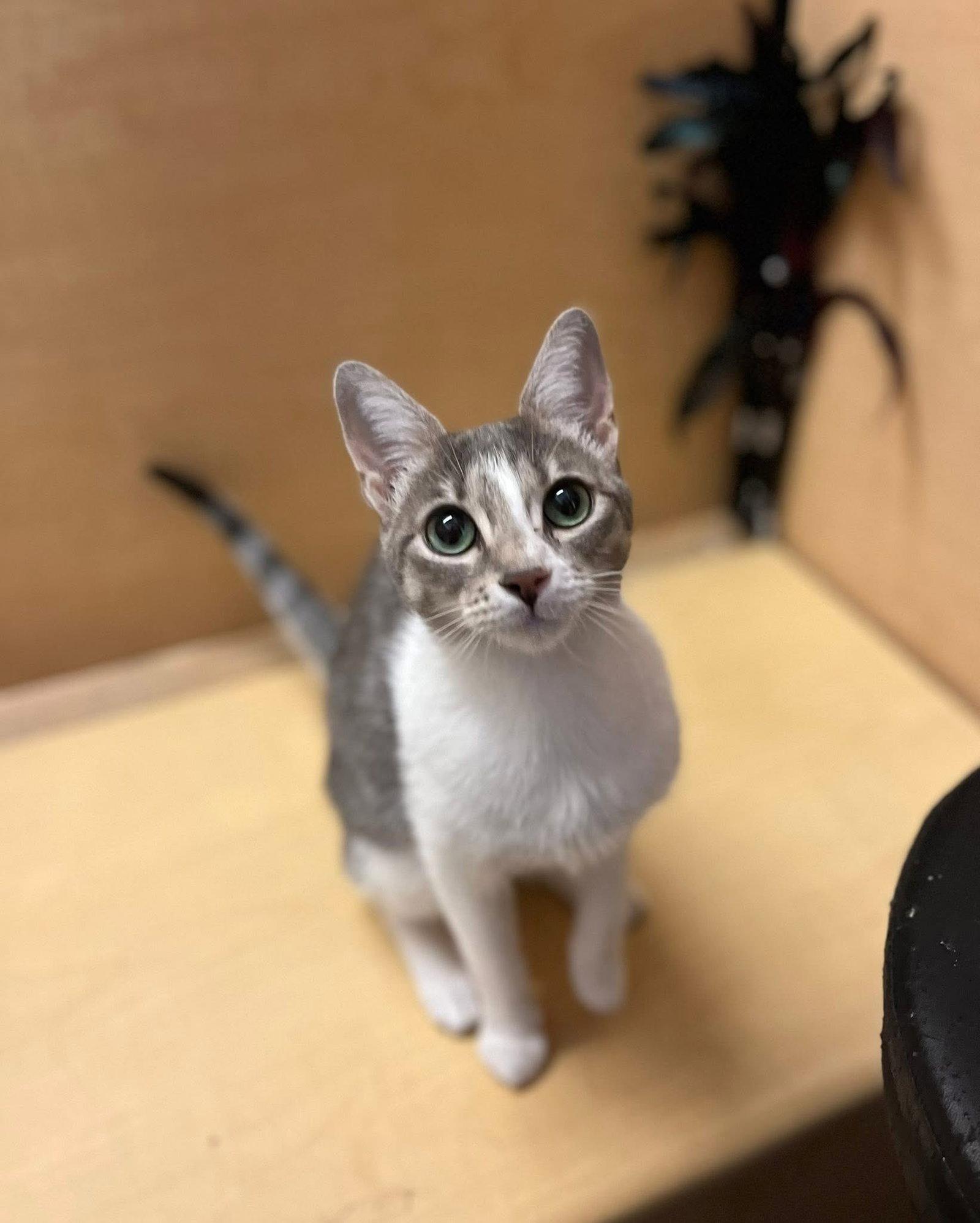Enlarge Lily (bonded with Tommy), a Adoptable Domestic Short Hair in Scottsdale, AZ image 3/3