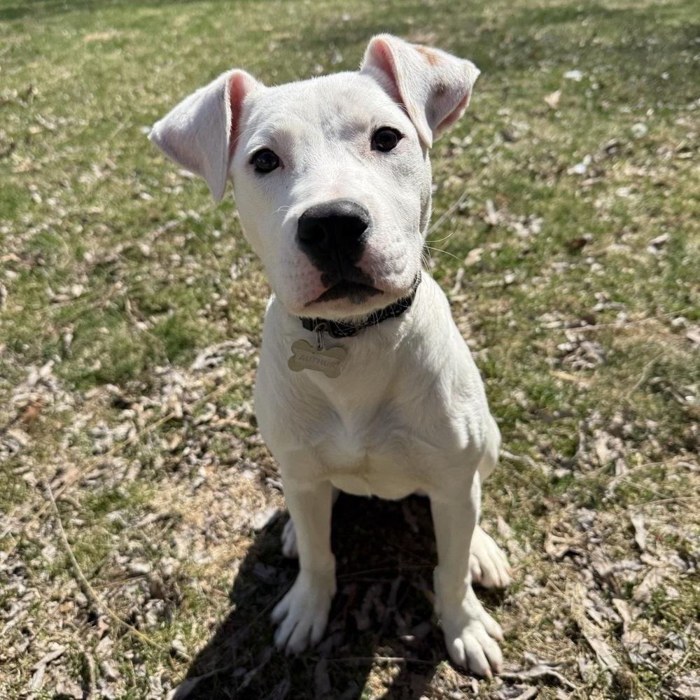 Enlarge Arthur Bee, a Adoptable mixed breed in Boston, MA image 1/6