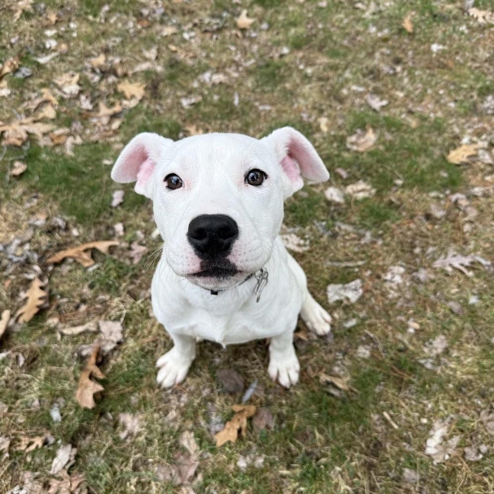 Enlarge Arthur Bee, a Adoptable mixed breed in Boston, MA image 2/6