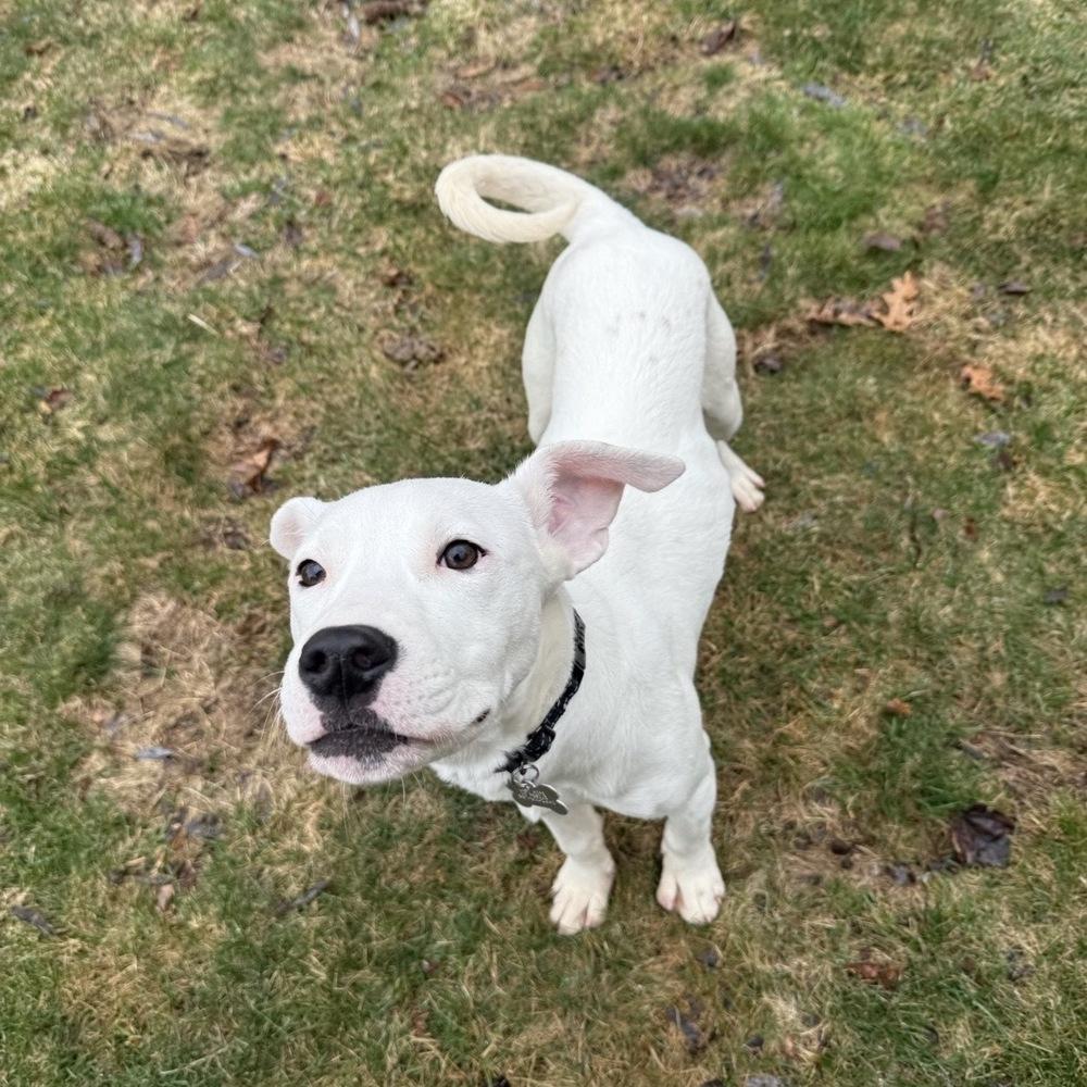 Enlarge Arthur Bee, a Adoptable mixed breed in Boston, MA image 3/6