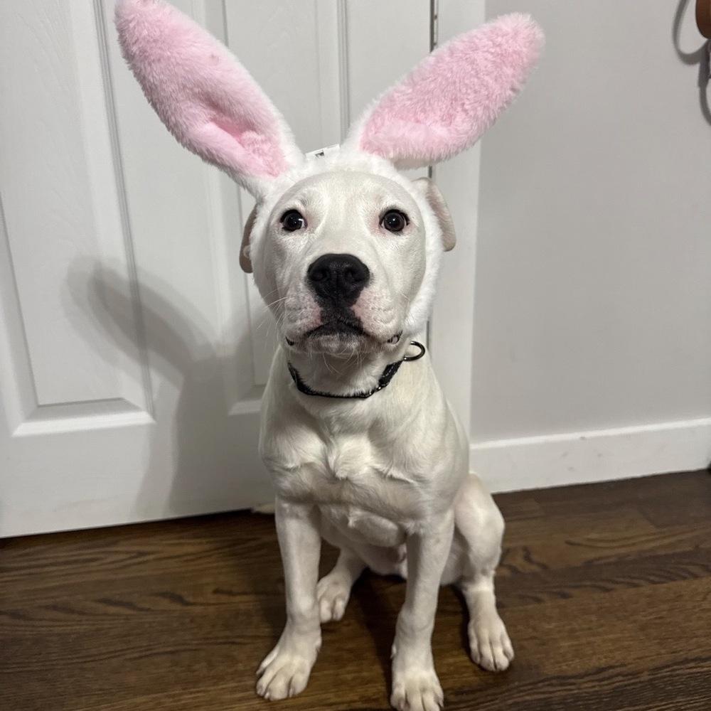 Enlarge Arthur Bee, a Adoptable mixed breed in Boston, MA image 4/6