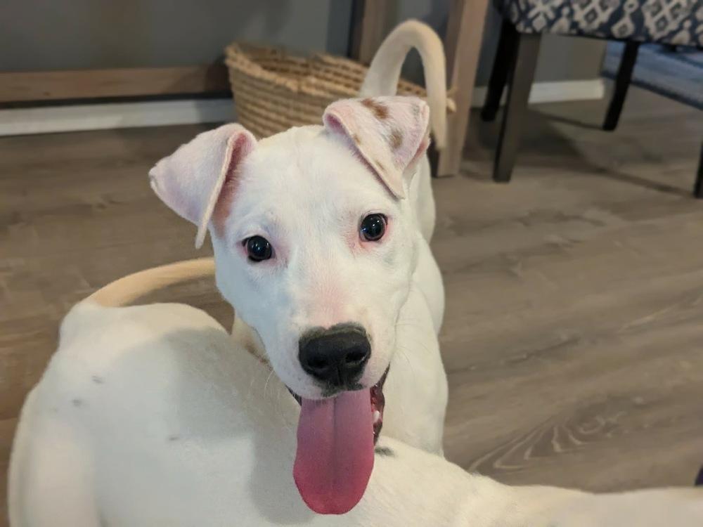 Enlarge Arthur Bee, a Adoptable mixed breed in Boston, MA image 5/6