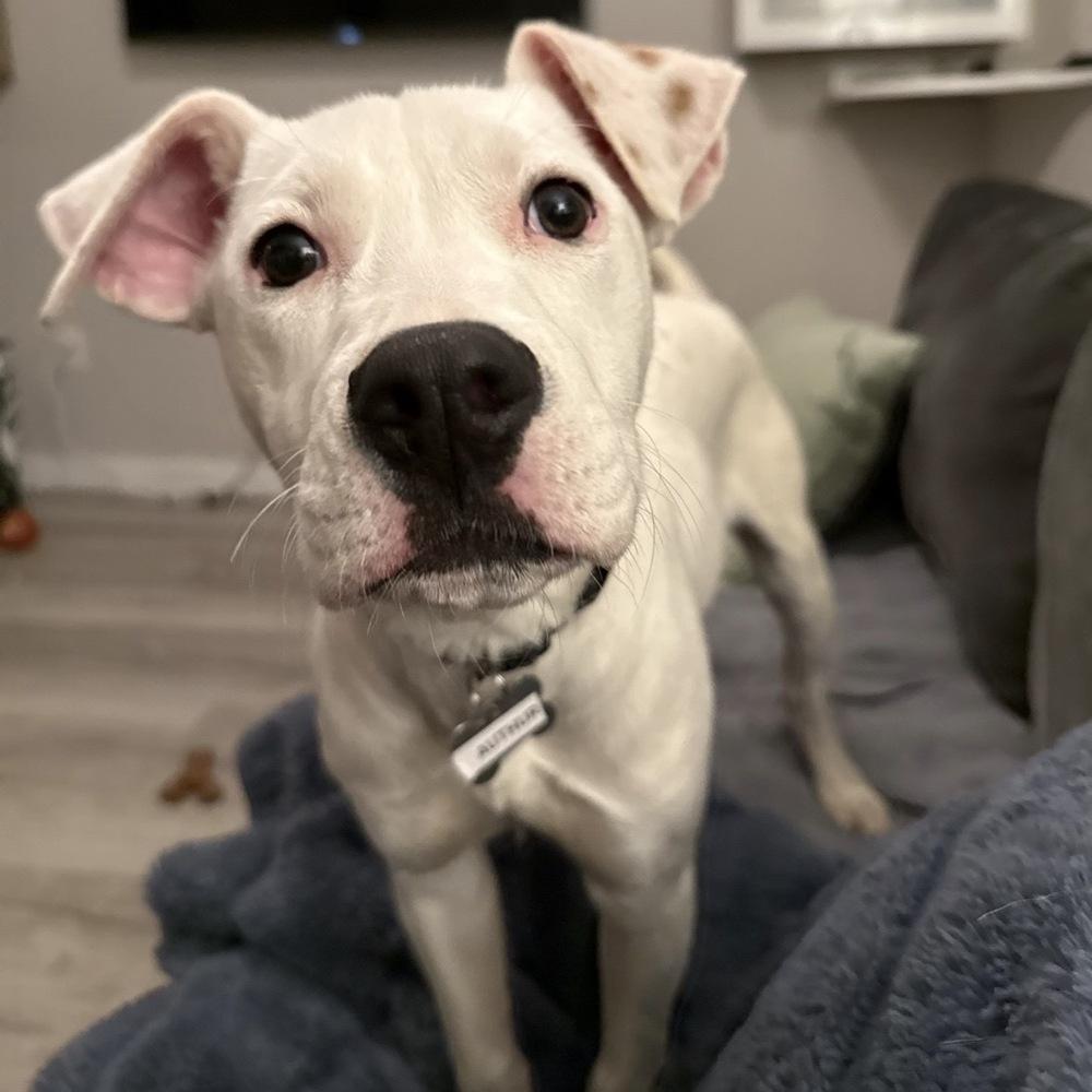 Enlarge Arthur Bee, a Adoptable mixed breed in Boston, MA image 6/6