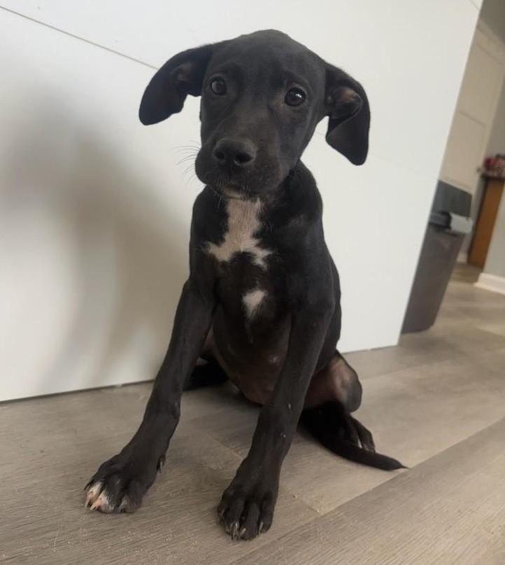 Raven, ADOPTABLE, Puppy Female Labrador Retriever.