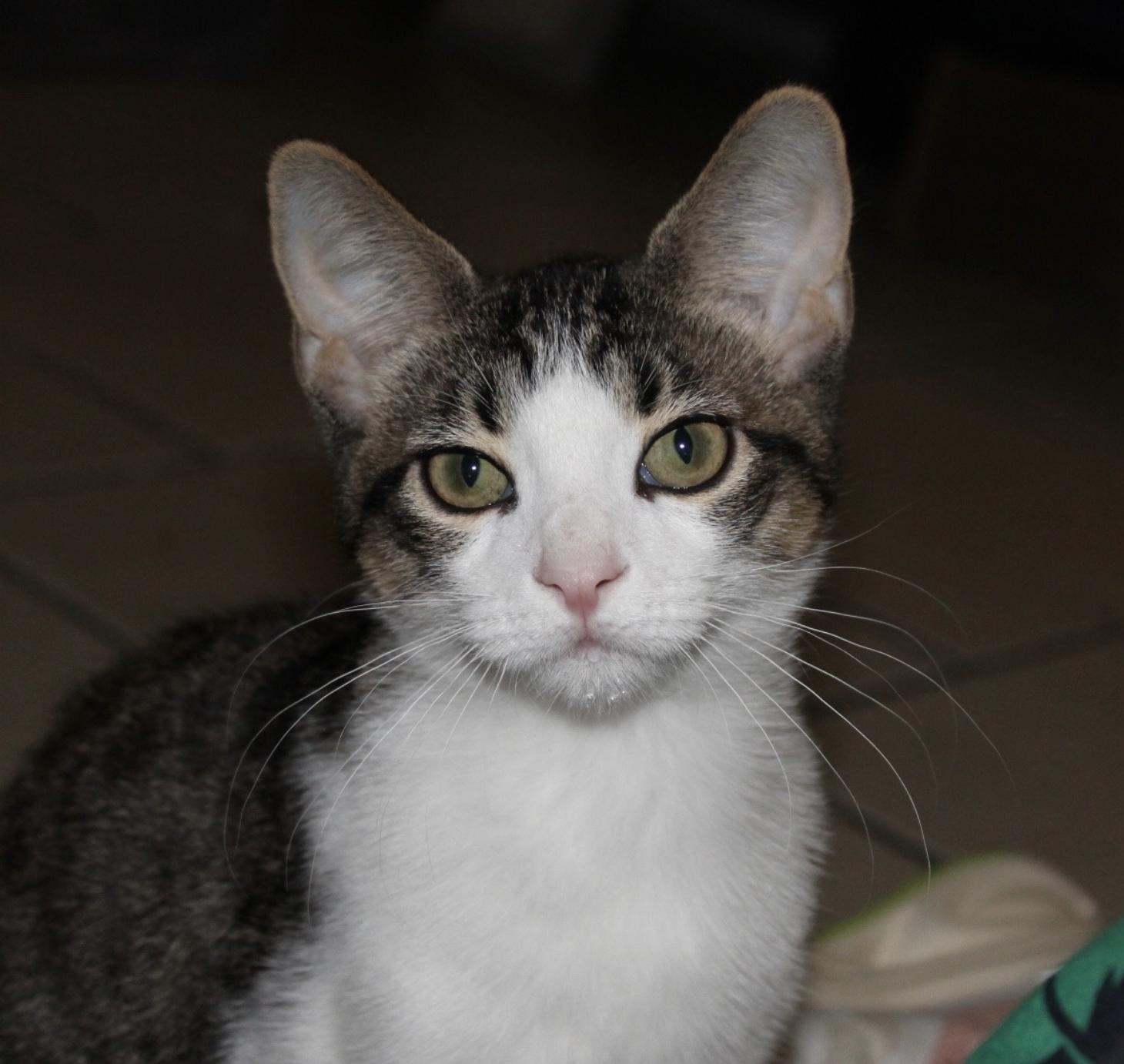 Buster - Brother of Chester, Bitsy and Bentley photo