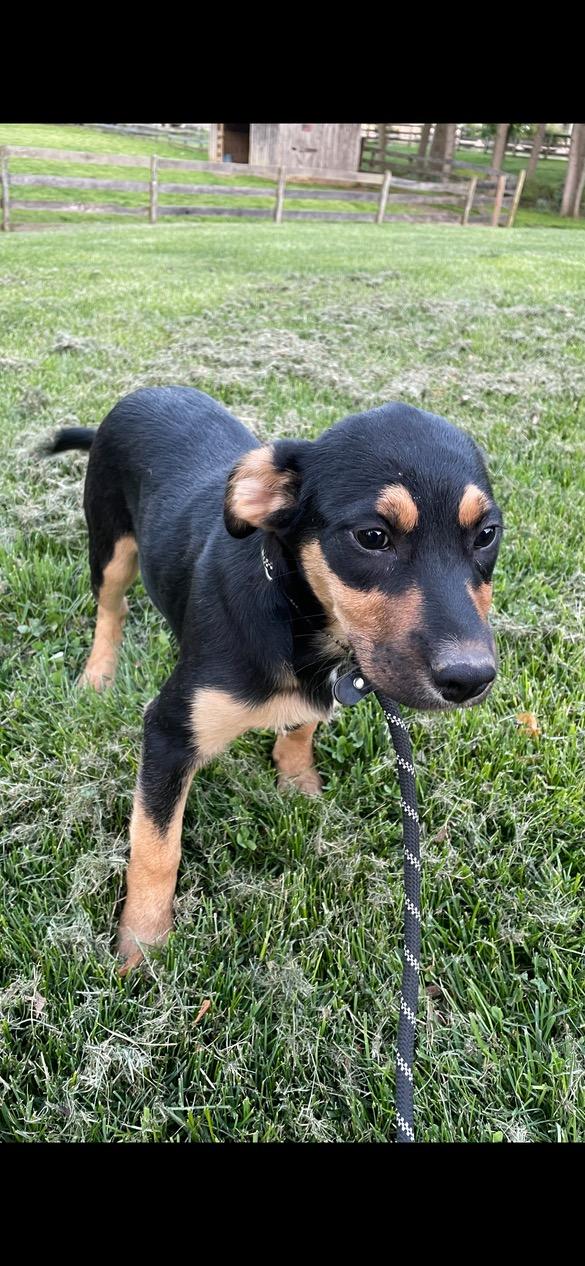 Enlarge Poppy, a ADOPTABLE mixed breed in Lincoln University, PA image 2/4