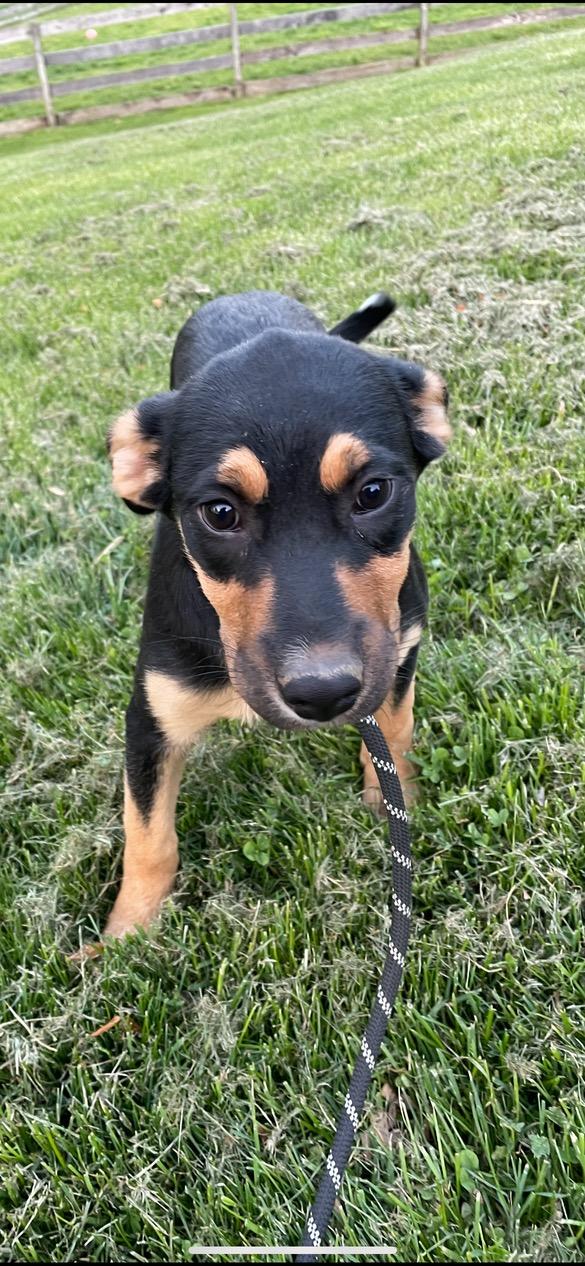 Enlarge Poppy, a ADOPTABLE mixed breed in Lincoln University, PA image 3/4