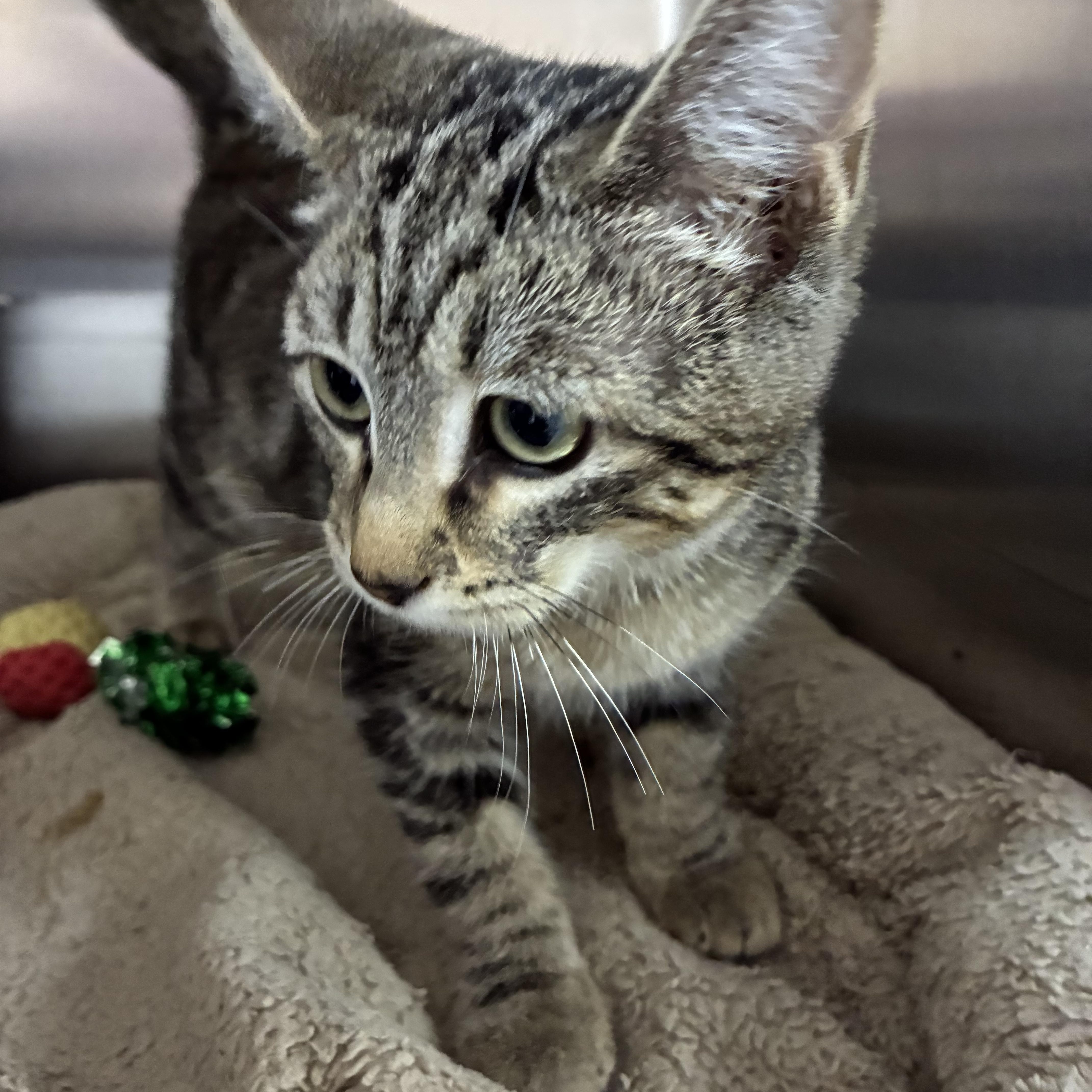 Lainey, Adopted, Kitten Female Domestic Short Hair & Tabby.