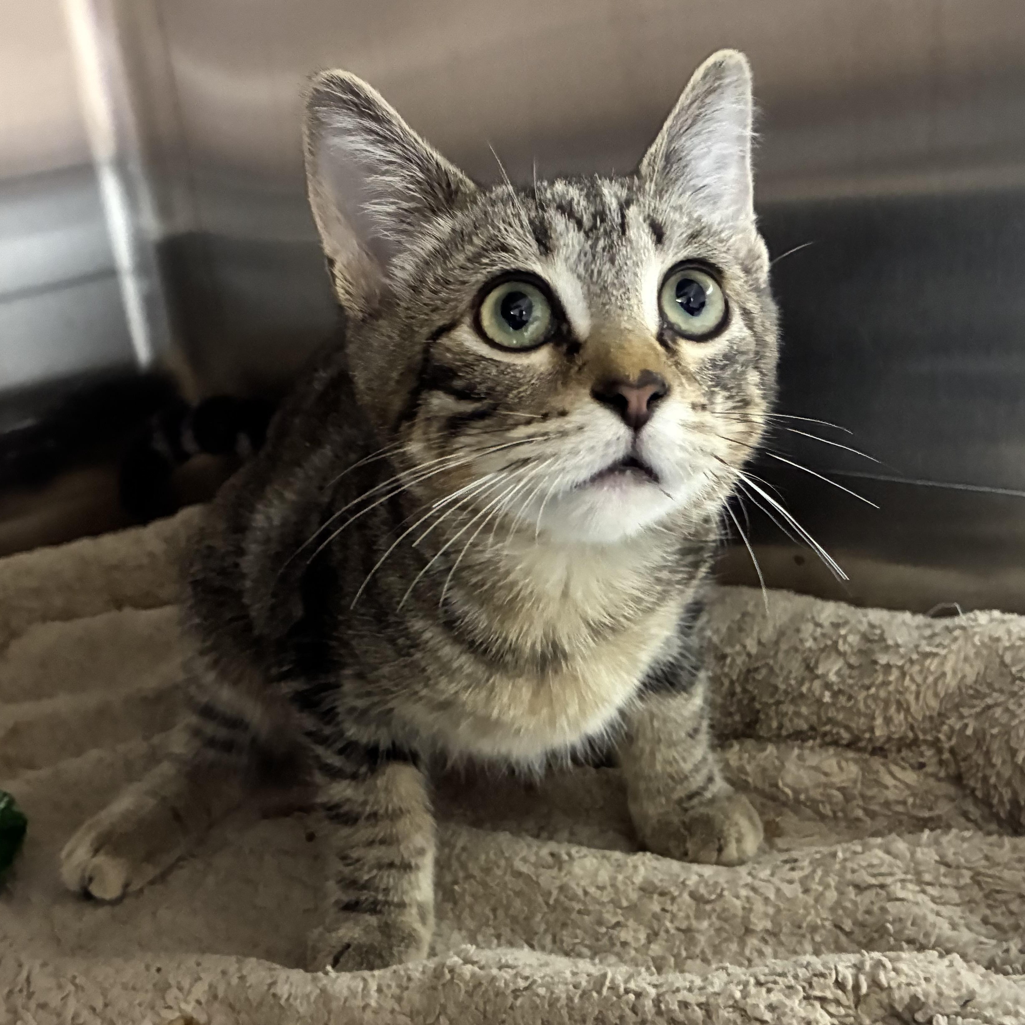 Enlarge Lainey, a Adopted mixed breed in Petersburg, IL image 3/6