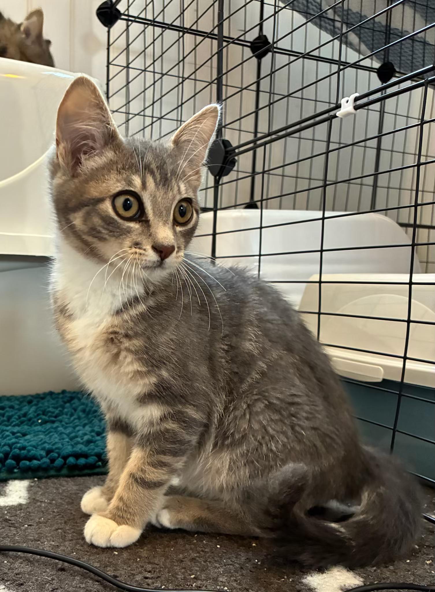 Enlarge Porky, a Adoptable Domestic Short Hair in Tillamook, OR image 3/6