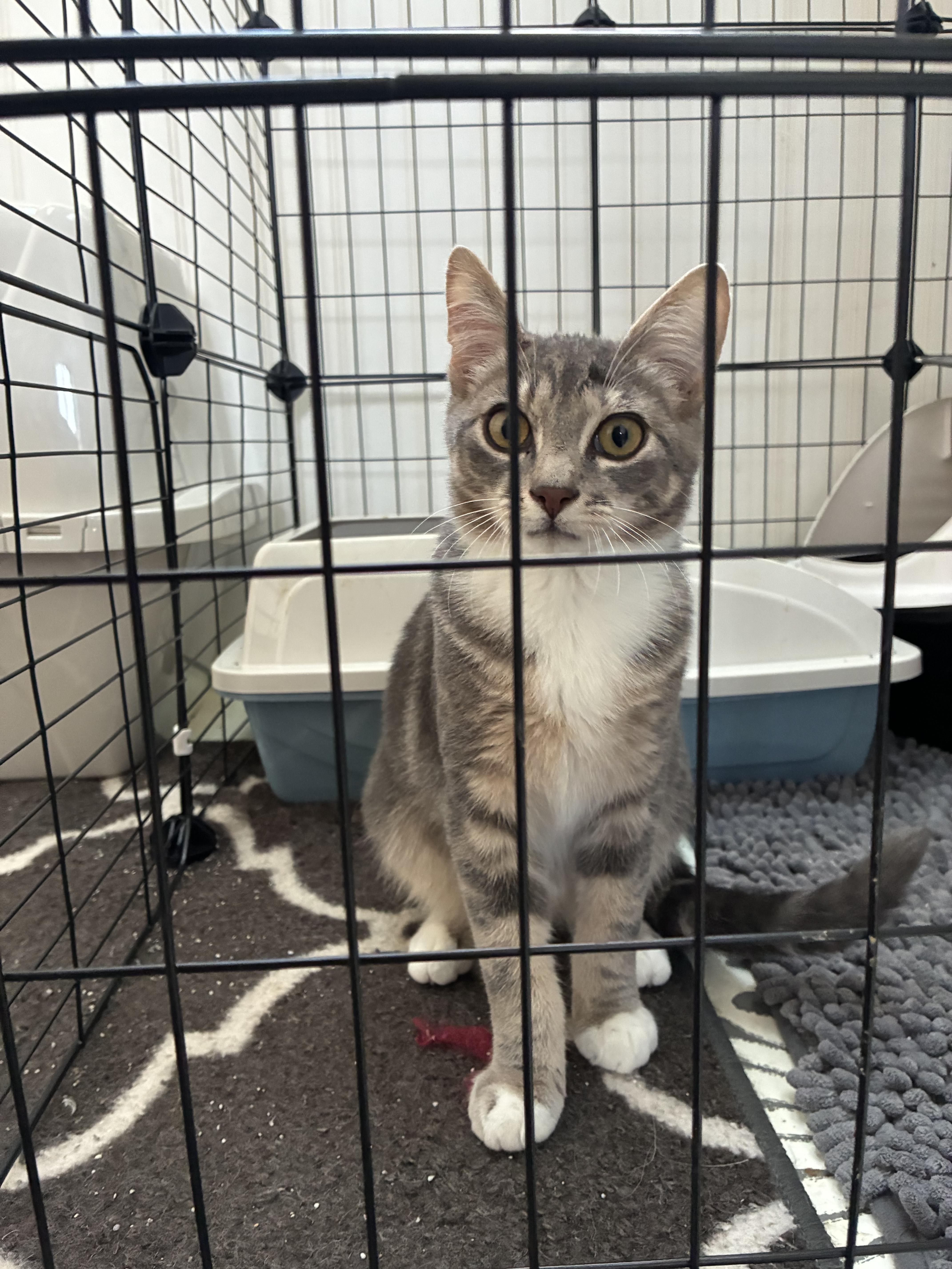 Enlarge Porky, a Adoptable Domestic Short Hair in Tillamook, OR image 5/6