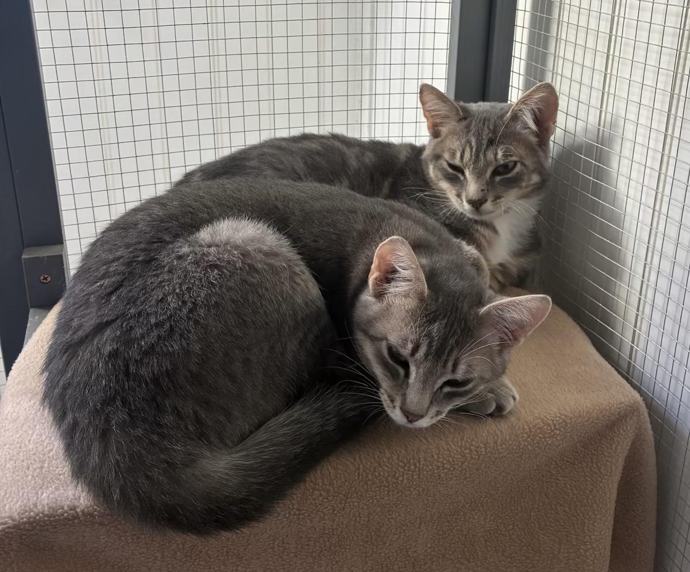 Enlarge Porky, a Adoptable Domestic Short Hair in Tillamook, OR image 6/6