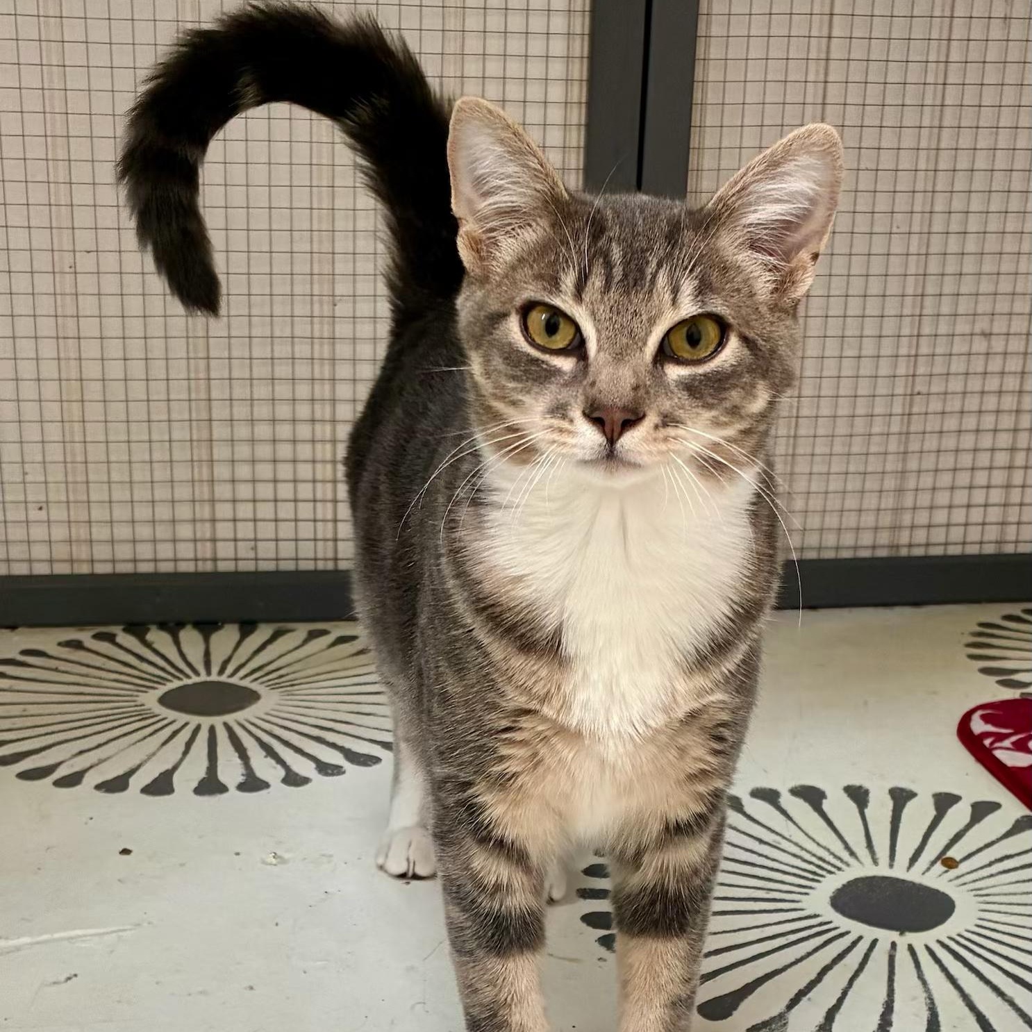 Enlarge Porky, a Adoptable Domestic Short Hair in Tillamook, OR image 1/6