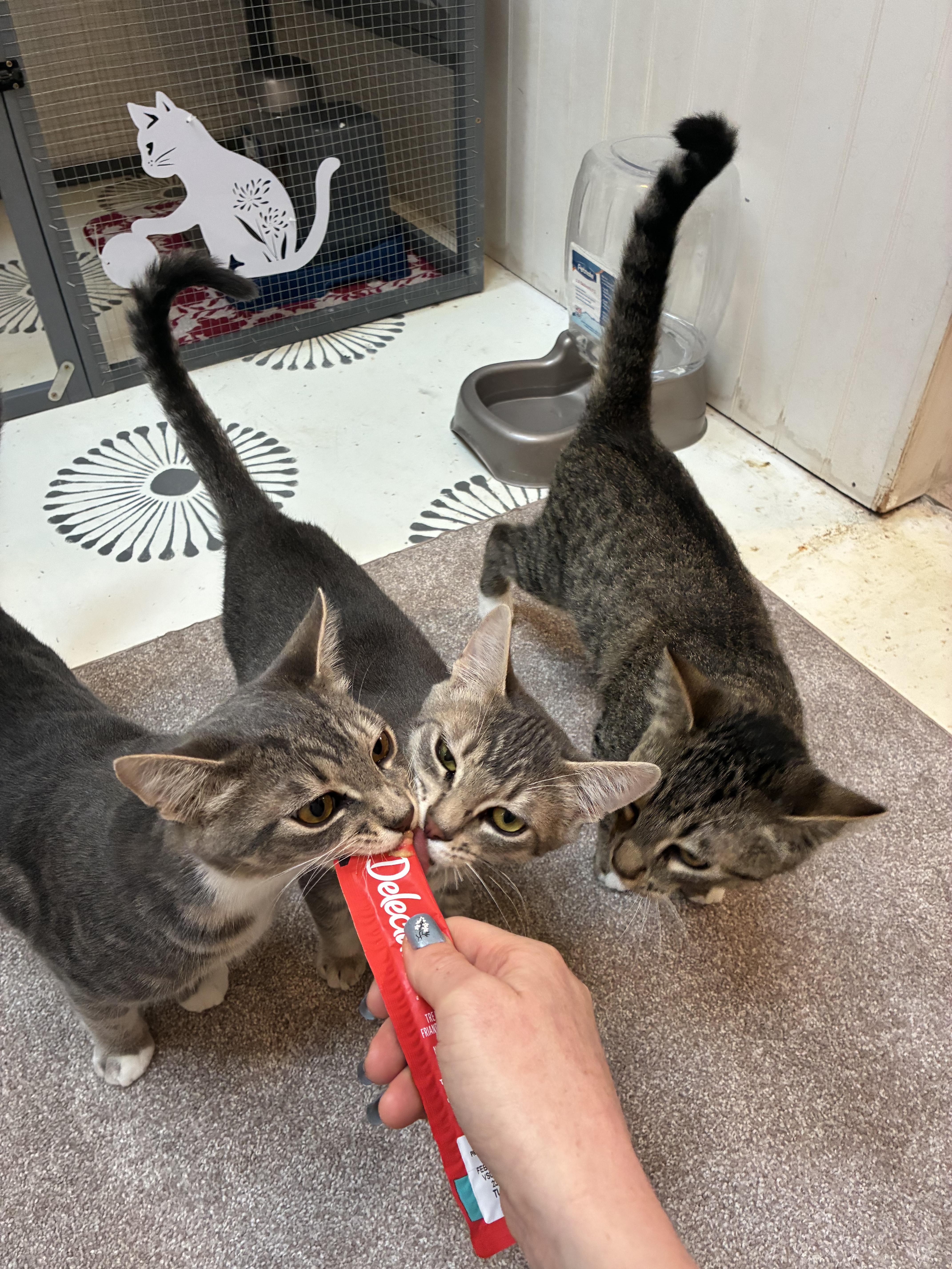 Enlarge Porky, a Adoptable Domestic Short Hair in Tillamook, OR image 2/6