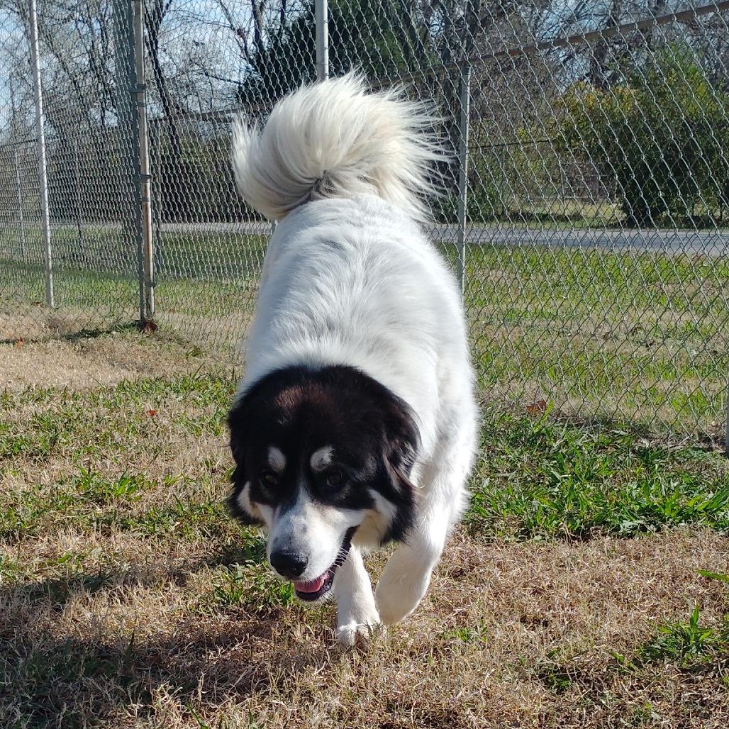 Maverick, a Adoptable Great Pyrenees in Tulsa, OK image 1/5