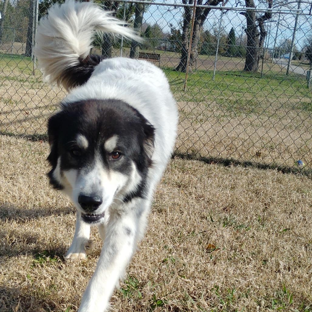 Maverick, a Adoptable Great Pyrenees in Tulsa, OK image 2/5
