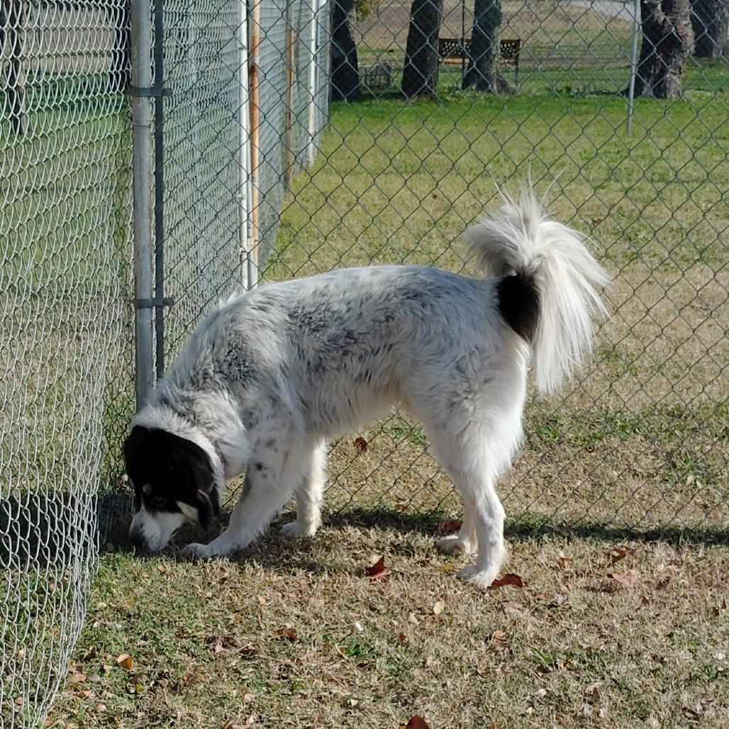 Maverick, a Adoptable Great Pyrenees in Tulsa, OK image 3/5