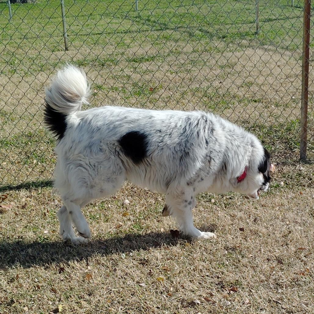 Maverick, a Adoptable Great Pyrenees in Tulsa, OK image 4/5