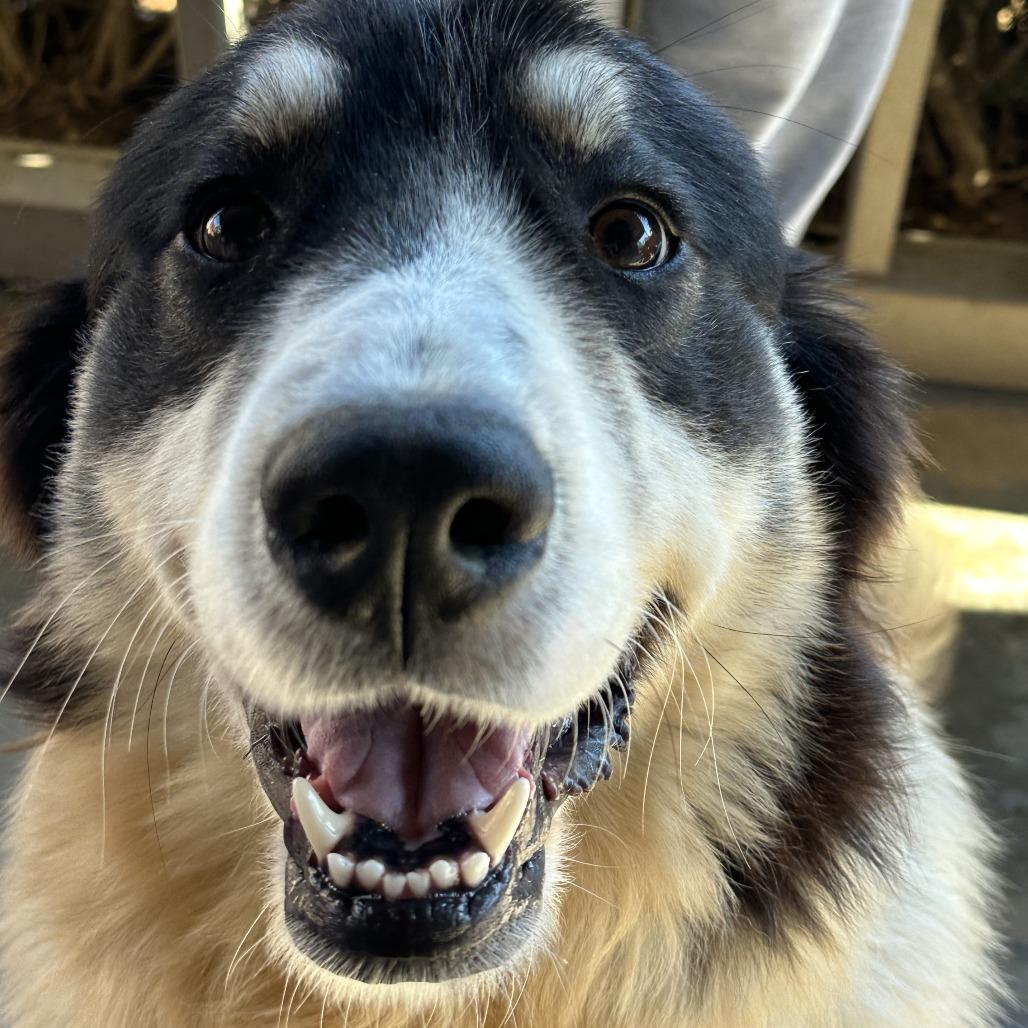 Maverick, a Adoptable Great Pyrenees in Tulsa, OK image 5/5