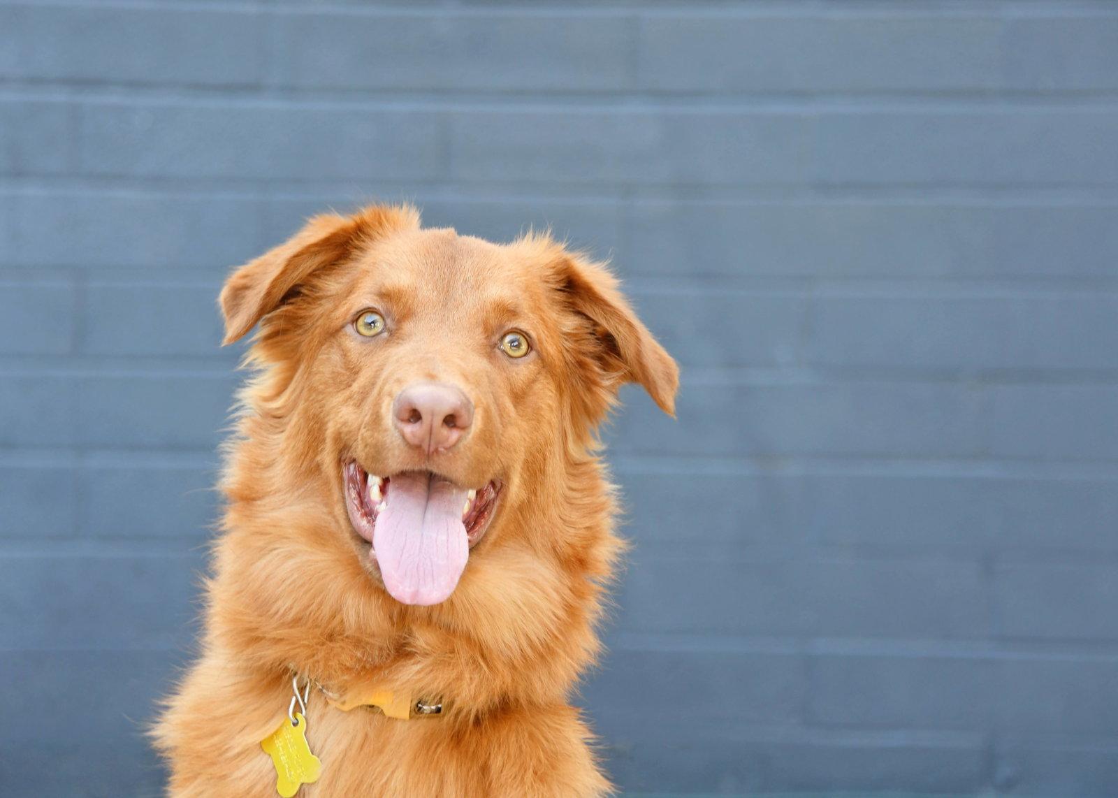 Weiser, Adoptable, Young Male Retriever.