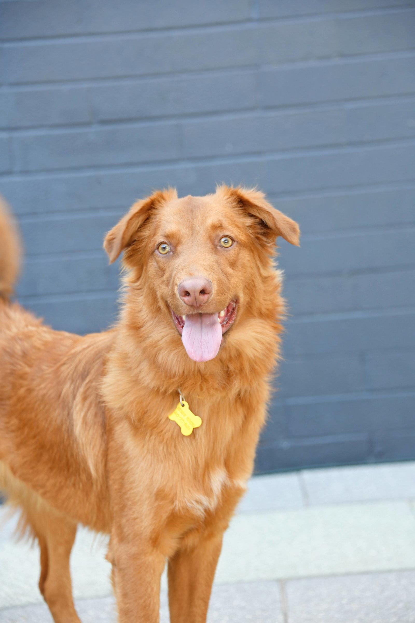 Enlarge Weiser, a Adoptable Retriever in Salt Lake City, UT image 2/3