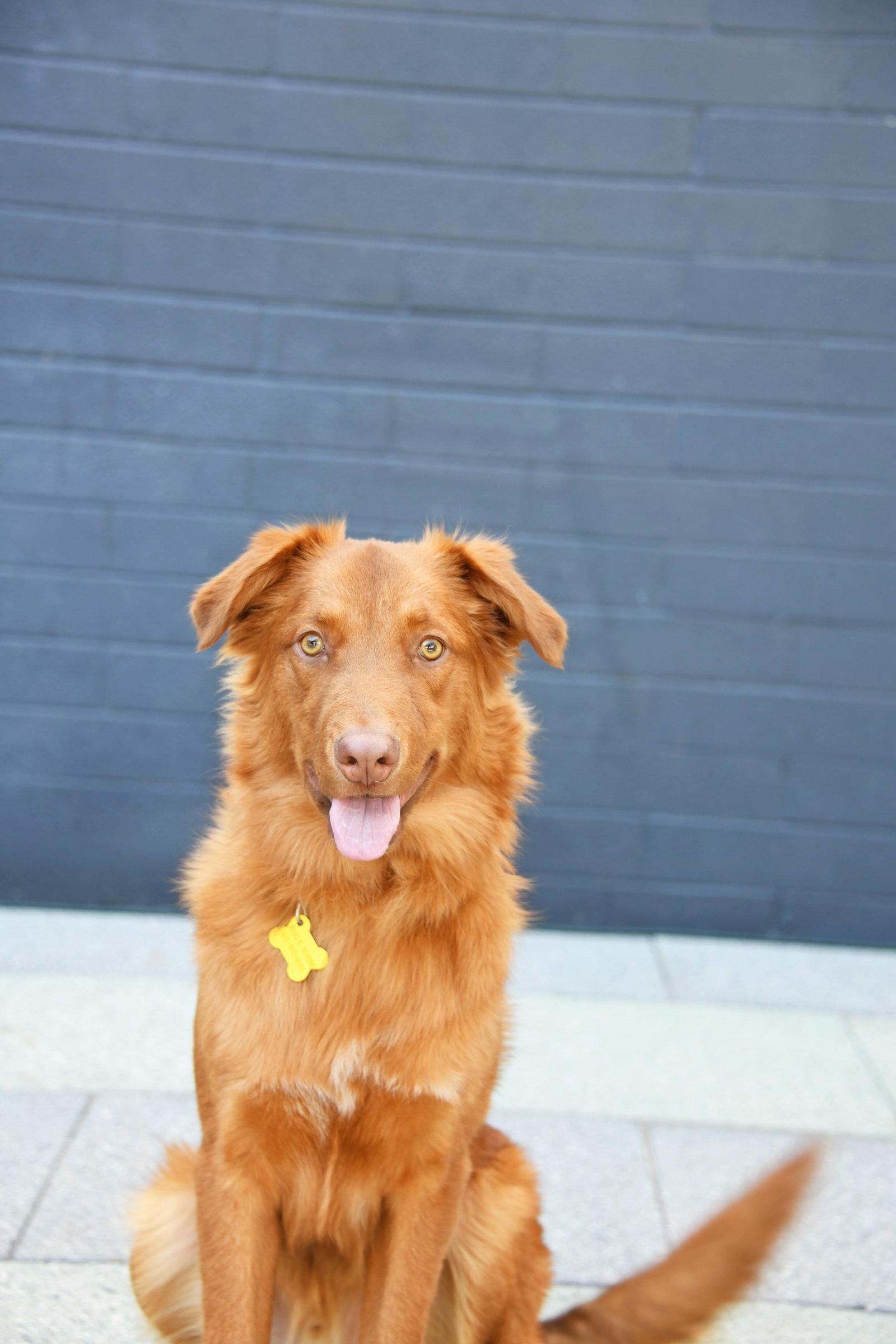 Enlarge Weiser, a Adoptable Retriever in Salt Lake City, UT image 3/3