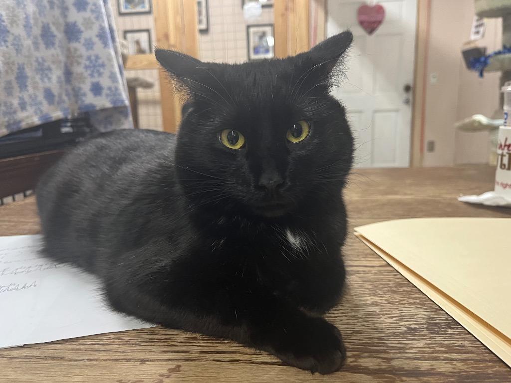 Enlarge Peter MC, a Adoptable mixed breed in Sherwood, OR image 1/3