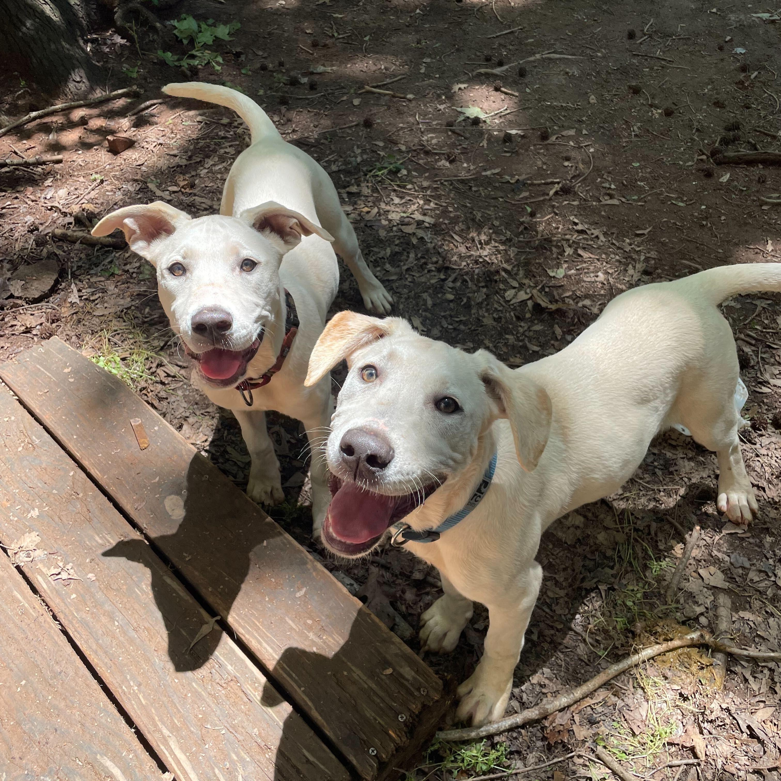 Enlarge Pearl, a Adoptable mixed breed in Anderson , SC image 2/5