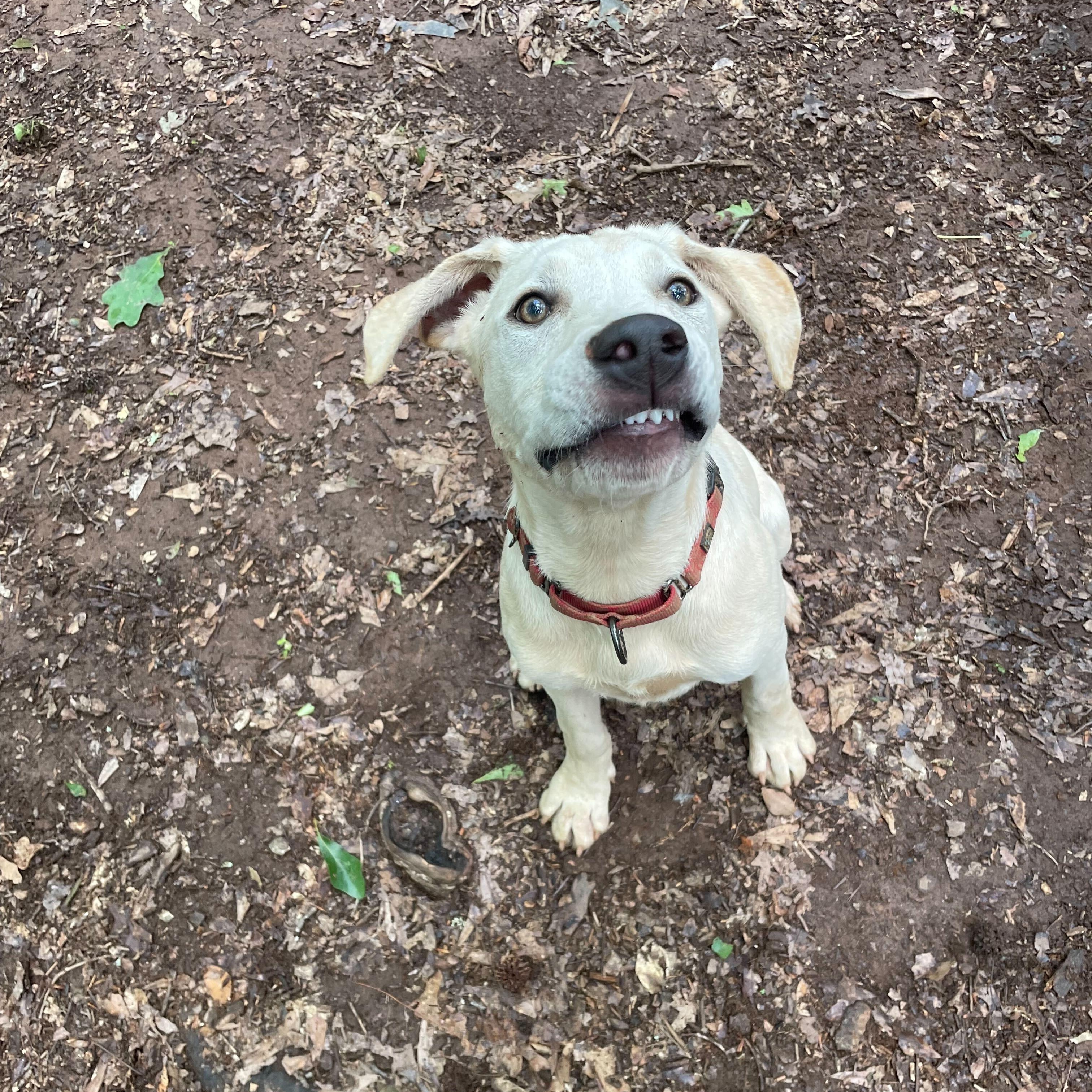 Enlarge Pearl, a Adoptable mixed breed in Anderson , SC image 3/5