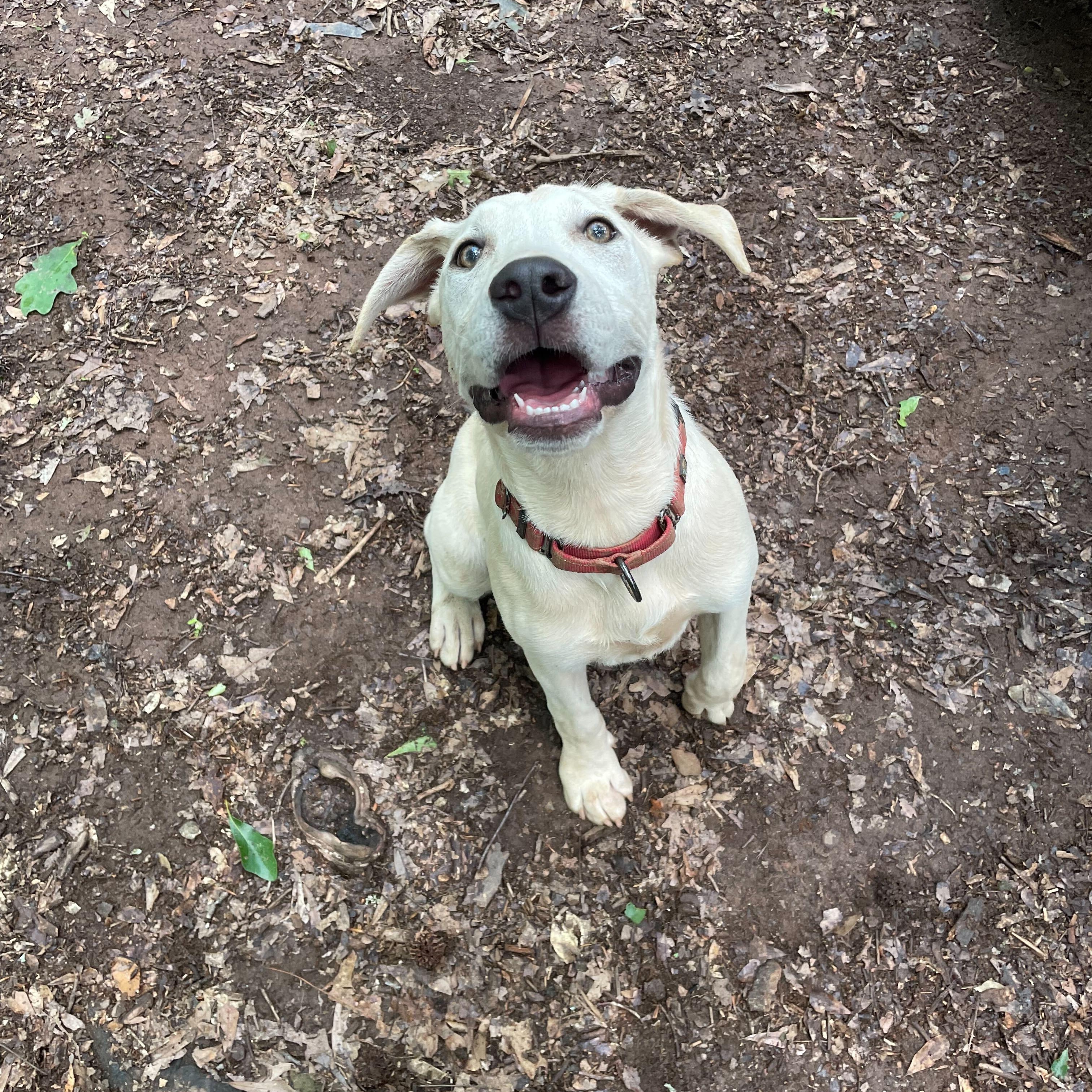 Enlarge Pearl, a Adoptable mixed breed in Anderson , SC image 1/5