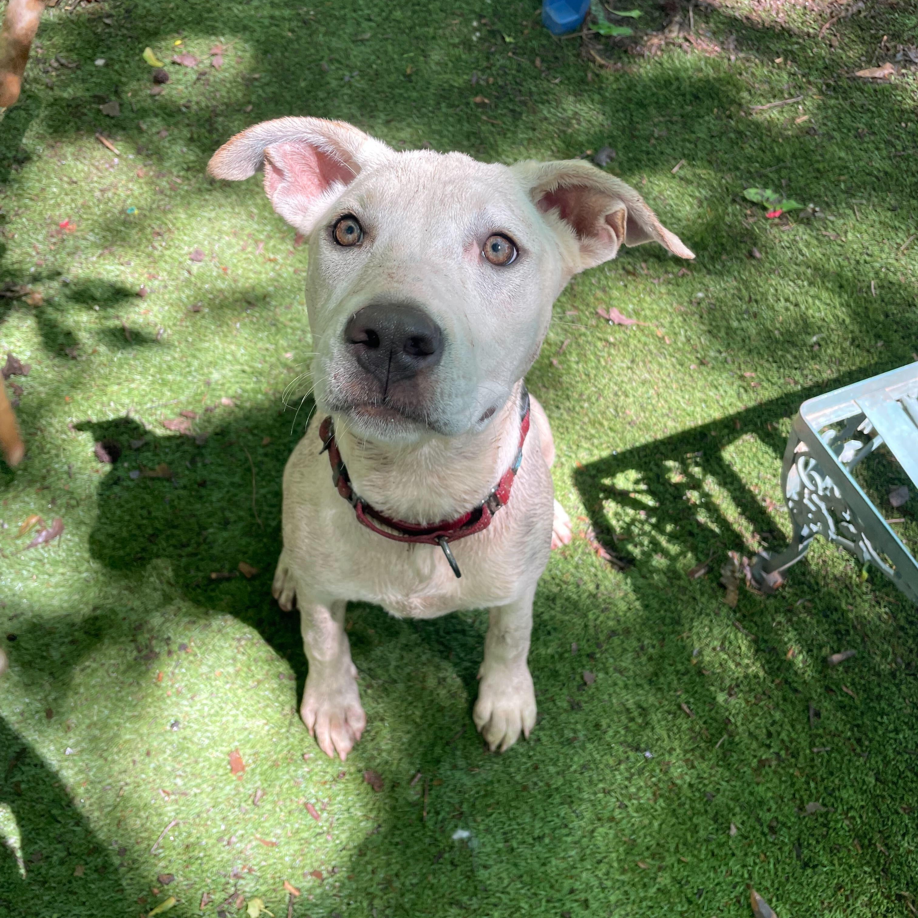 Enlarge Pearl, a Adoptable mixed breed in Anderson , SC image 5/5