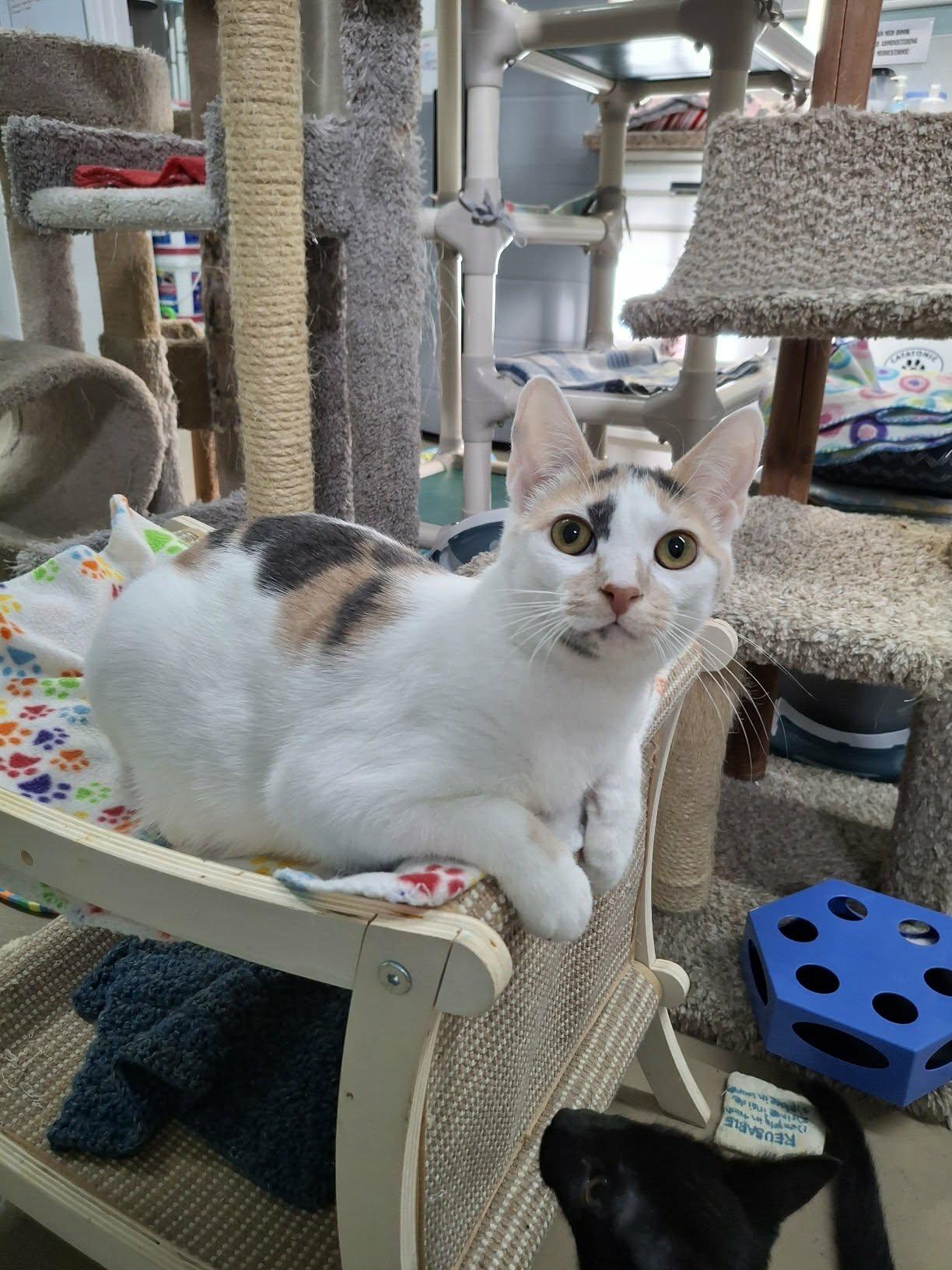 Casey AND Willow, Adoptable, Kitten Female Domestic Short Hair.